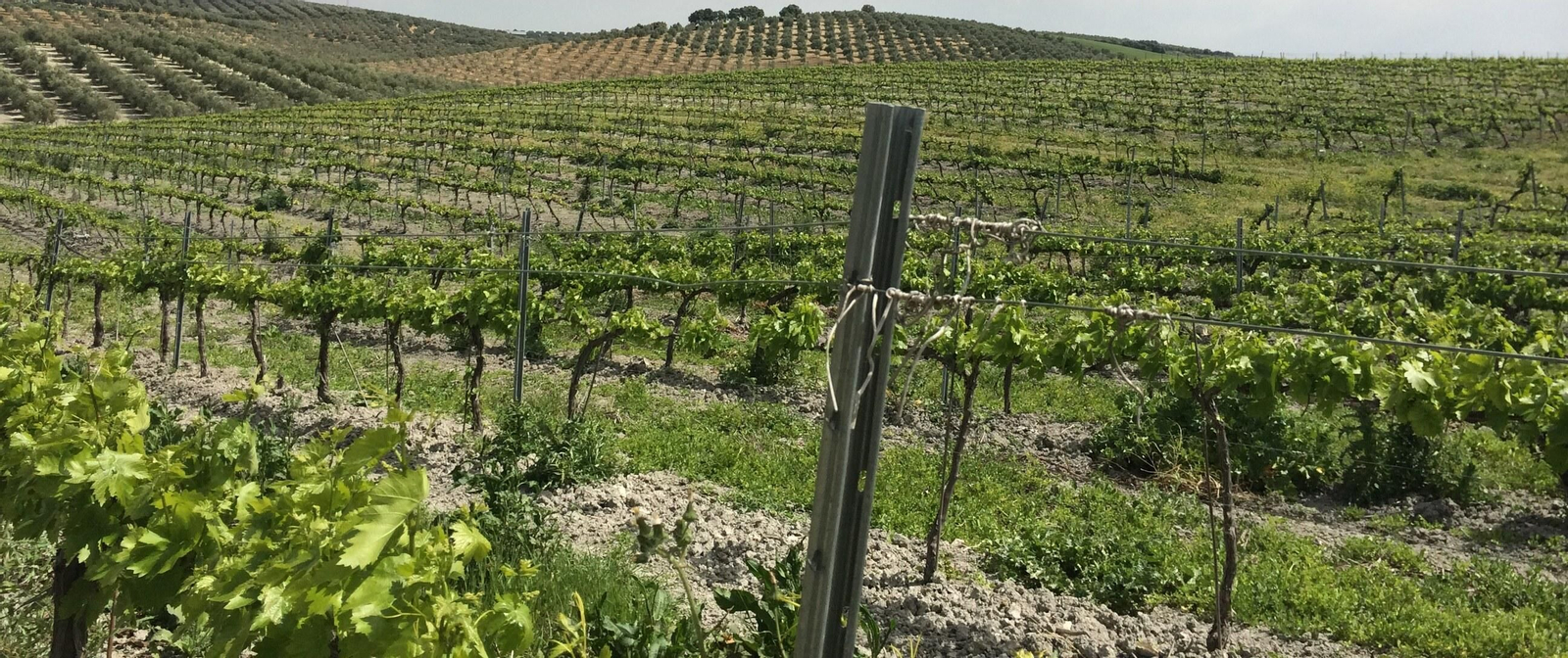 Las fotografías de la primavera en la Campiña de Córdoba