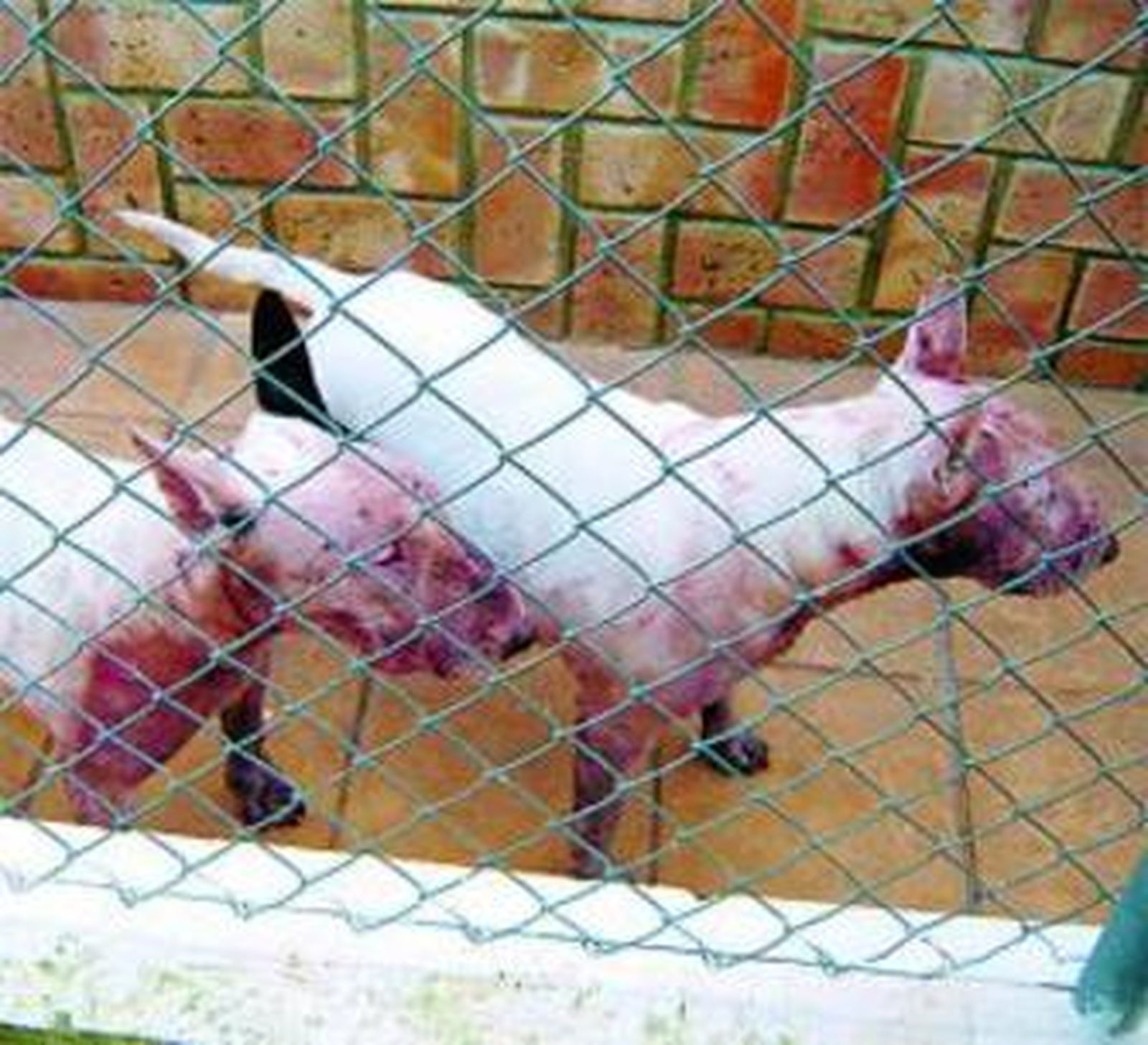 Los bull terrier, llenos de sangre de su presa, acechando a los habitantes de la casa; al lado, el malherido animal.