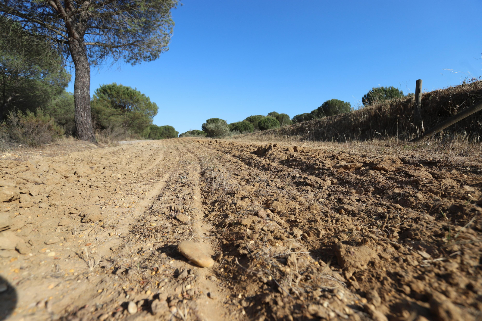 Imágenes del estado en el que se encuentran los caminos del Rocío para la Romería 2023