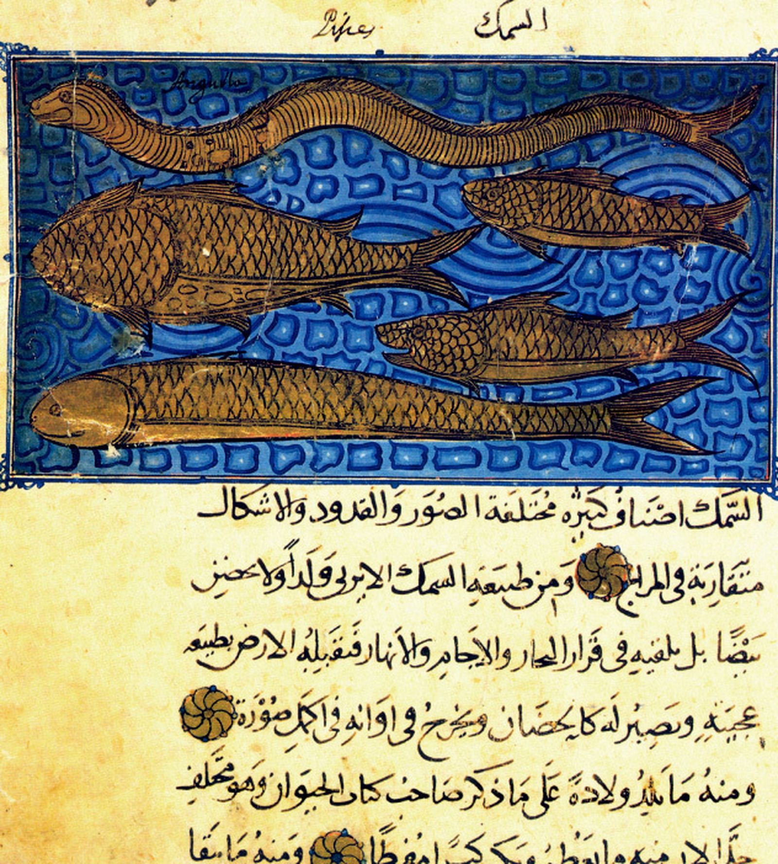 Clases de peces en el “Libro de las utilidades de los animales”, de  Ibn al-Durayhim, Siglo XIV (Manuscrito de El Escorial).