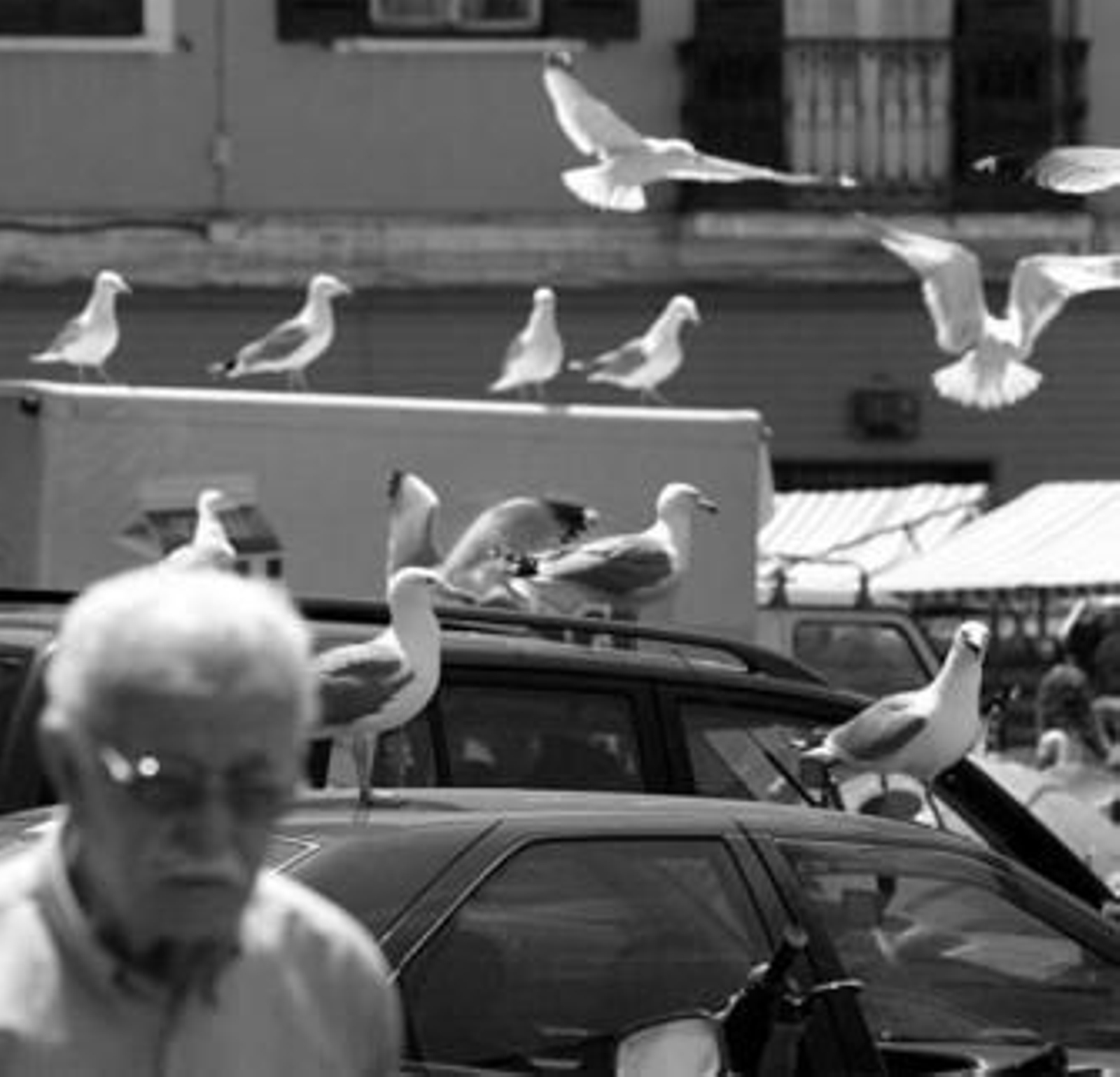 Imagen de numerosas gaviotas sobrevolando el cielo de la plaza de abastos de Algeciras. Imagen de numerosas gaviotas sobrevolando el cielo de la plaza de abastos de Algeciras.