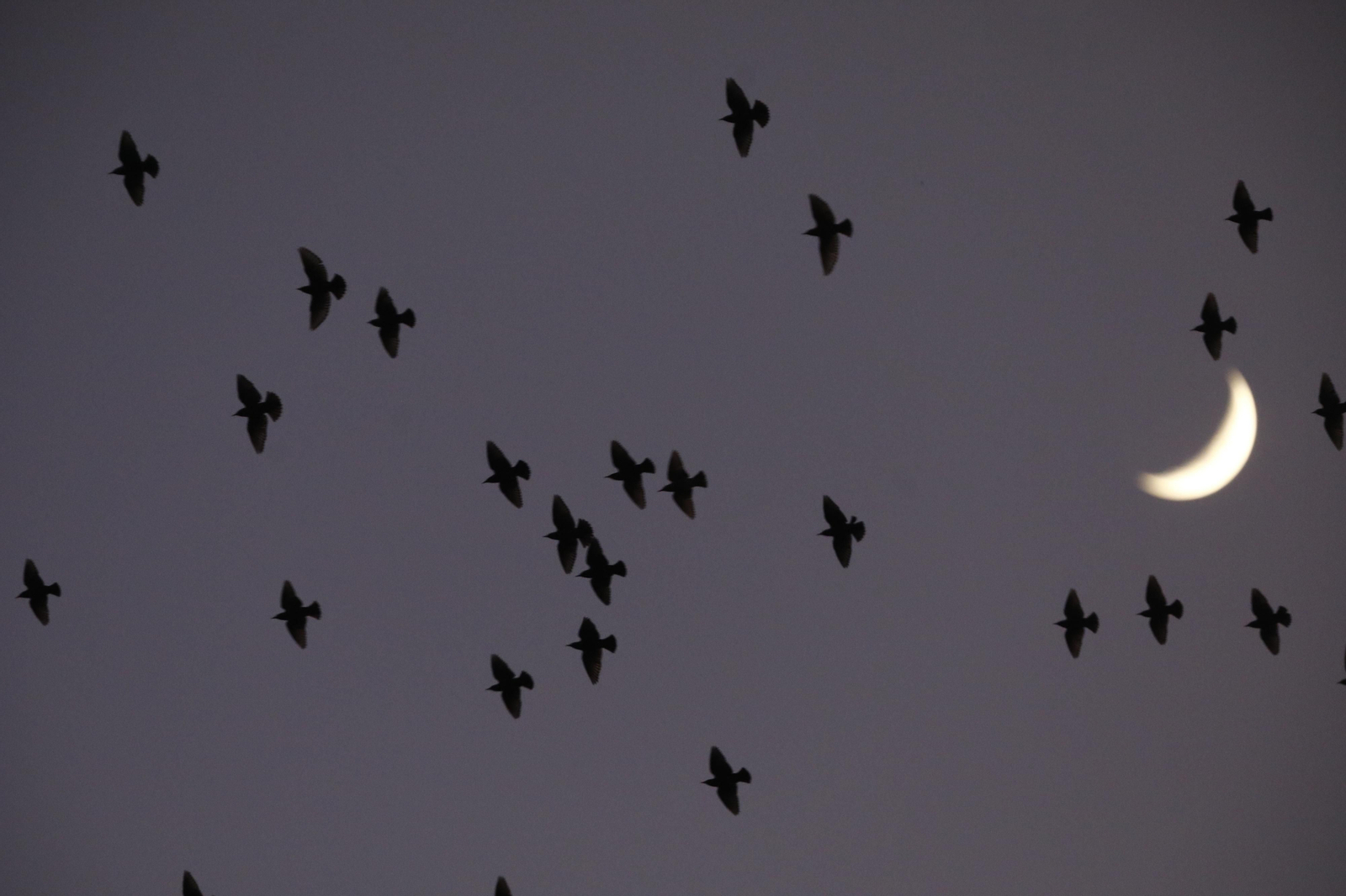 Las aves que habitan en Los Sotos de la Albolafia de Córdoba, en fotografías