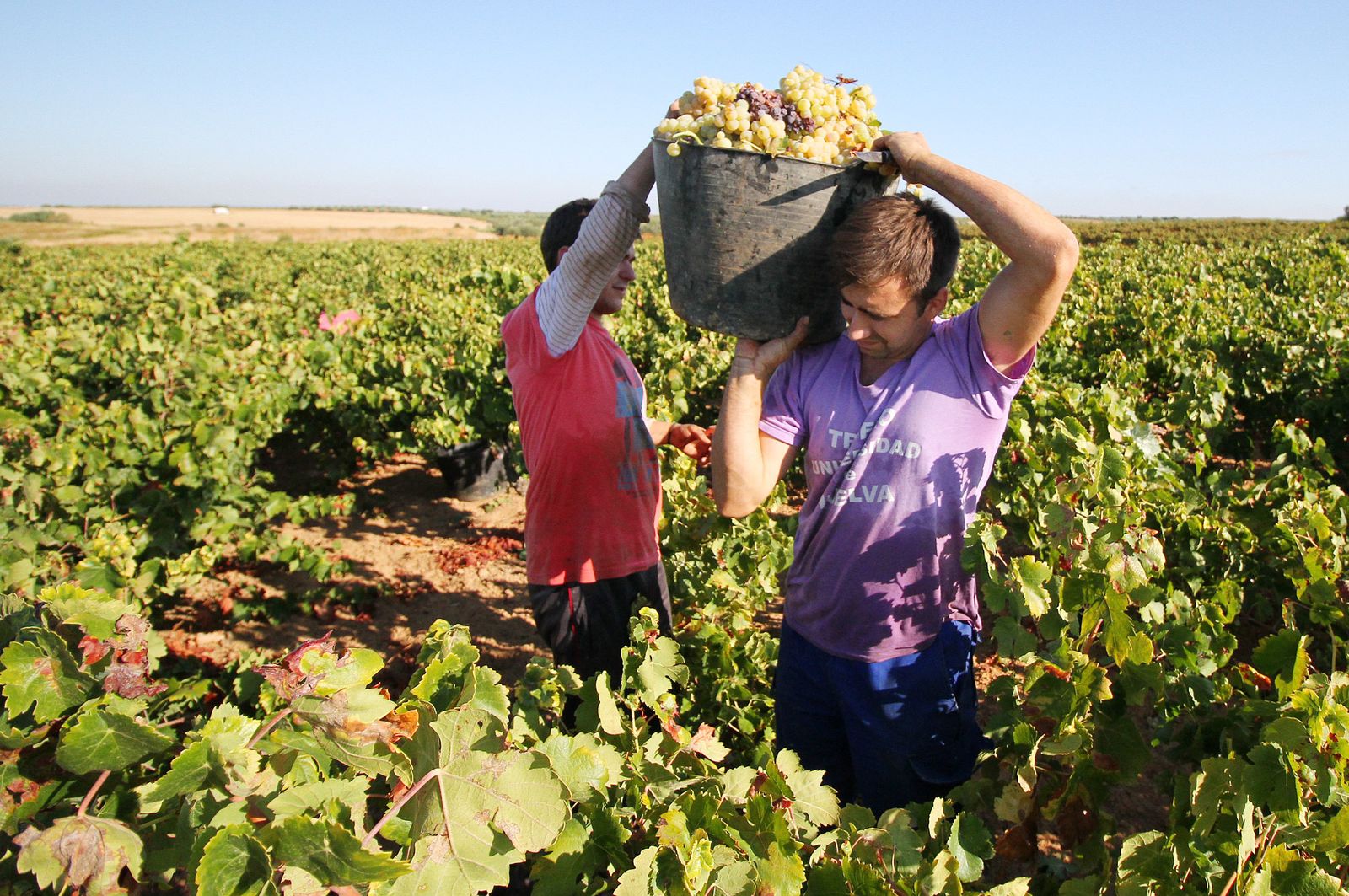 Imágenes de la vendimia en el Condado de Huelva.