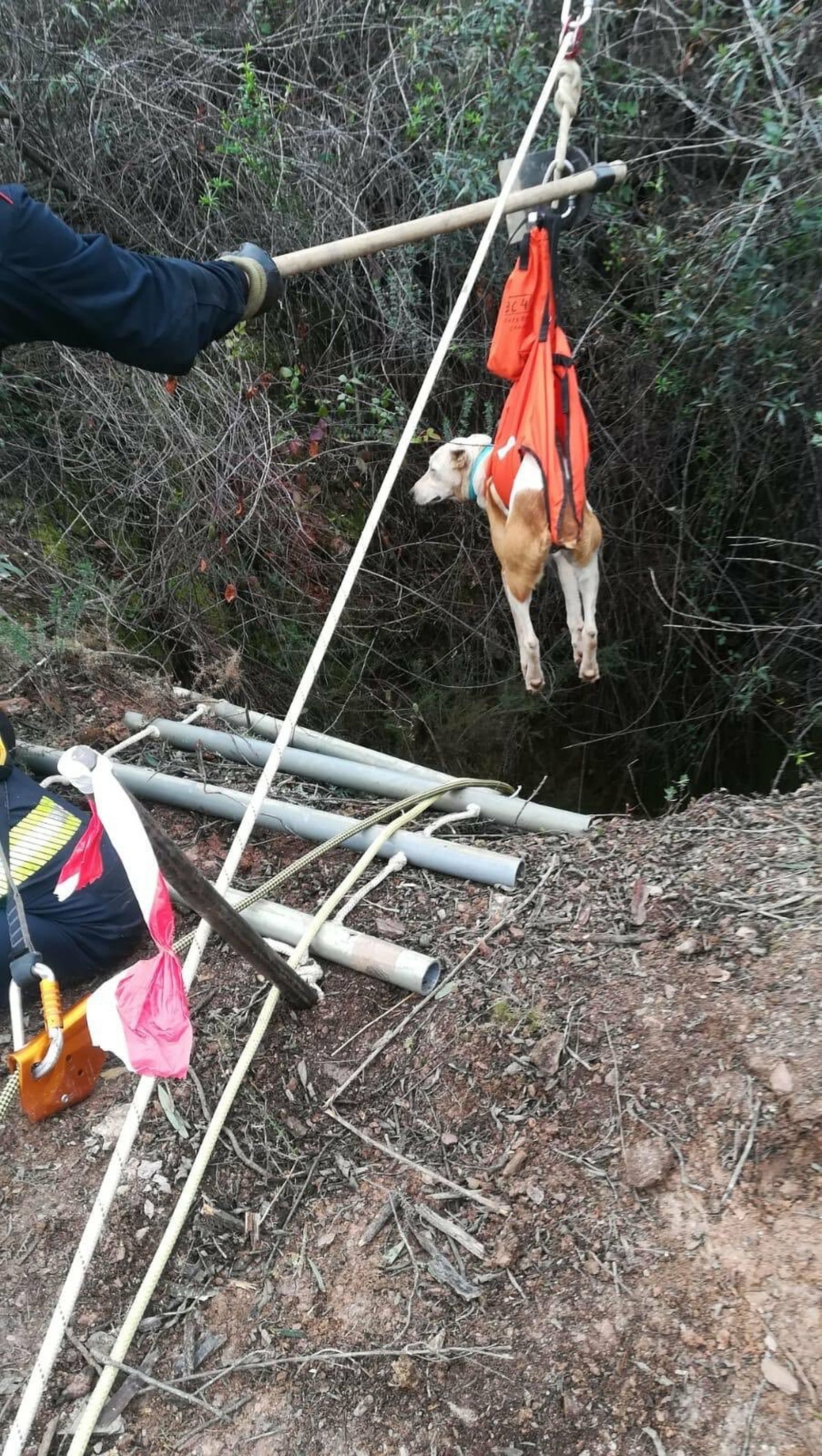 Imagen del rescate de uno de los animales que cayeron al pozo.