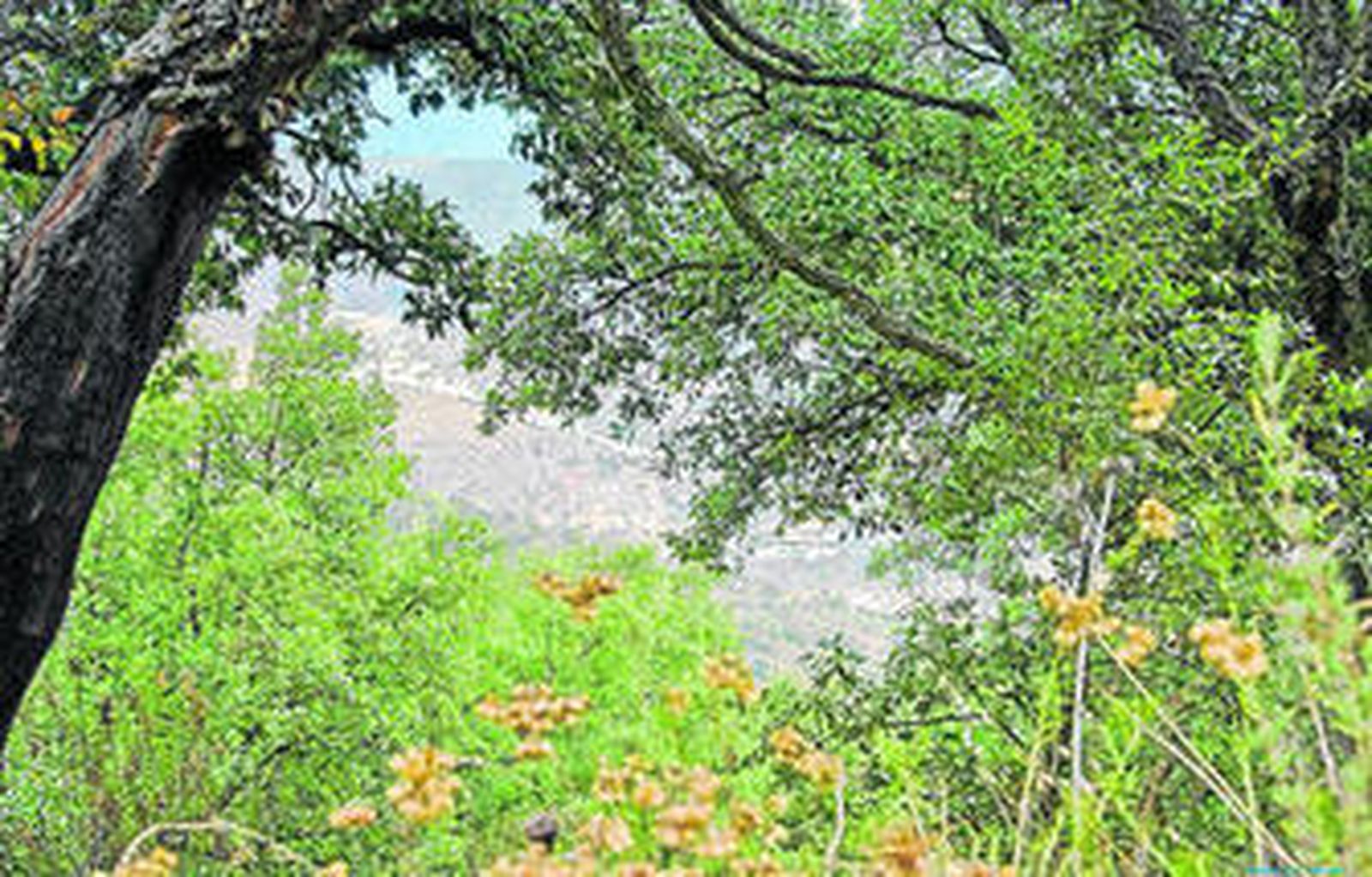 Una imagen de una zona arbolada de la Sierra de Lújar.