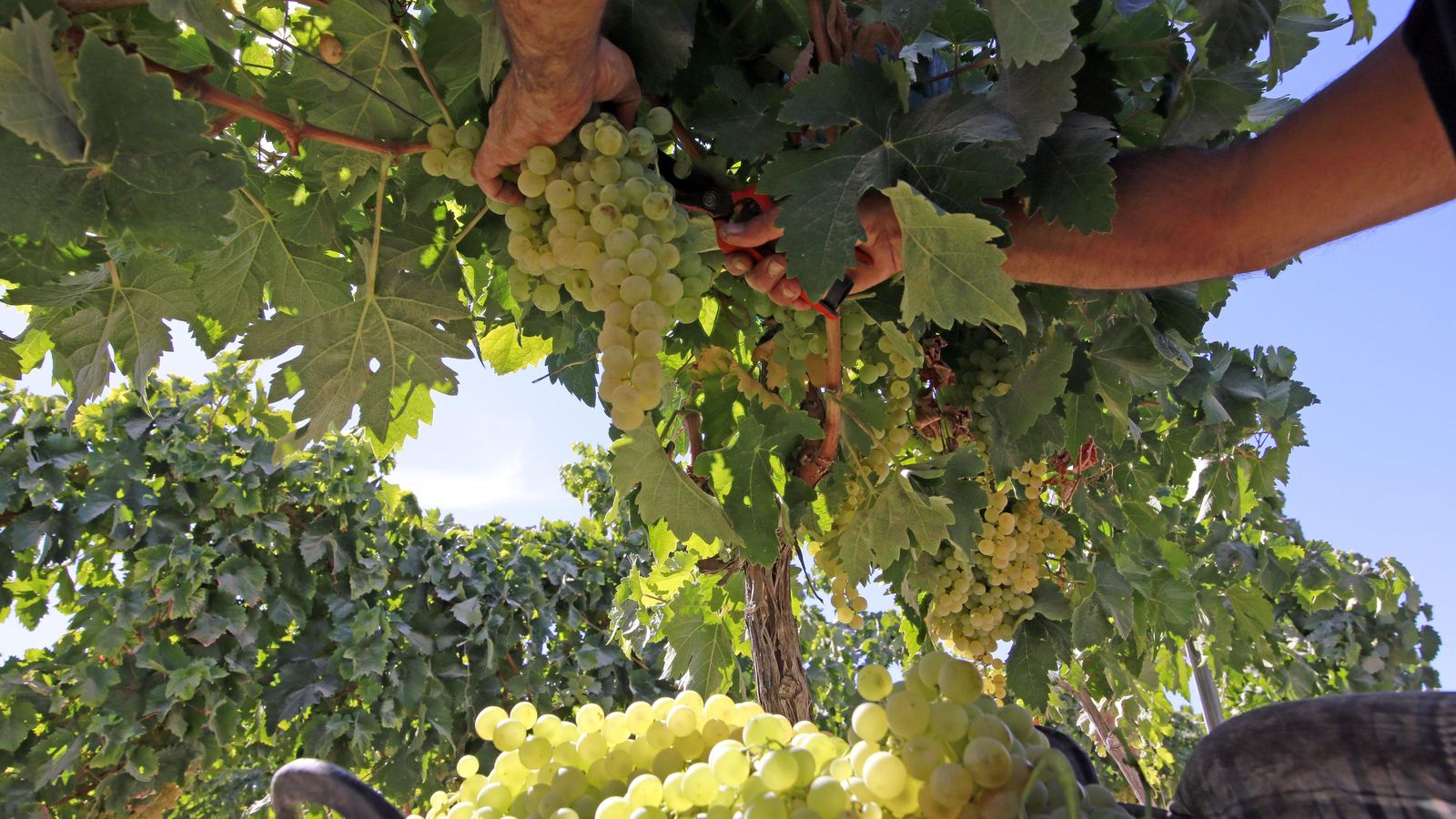 Detalle de la corta de un racimo de uva palomino en estado sano.