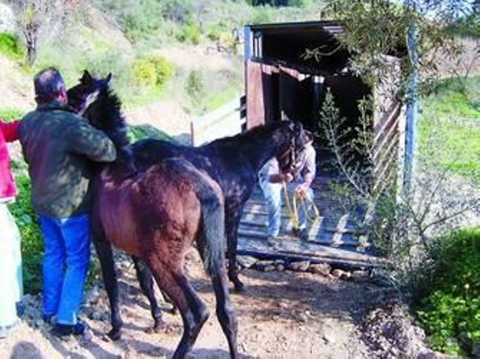 Rescate de unos caballos abandonados en una finca de Coín.