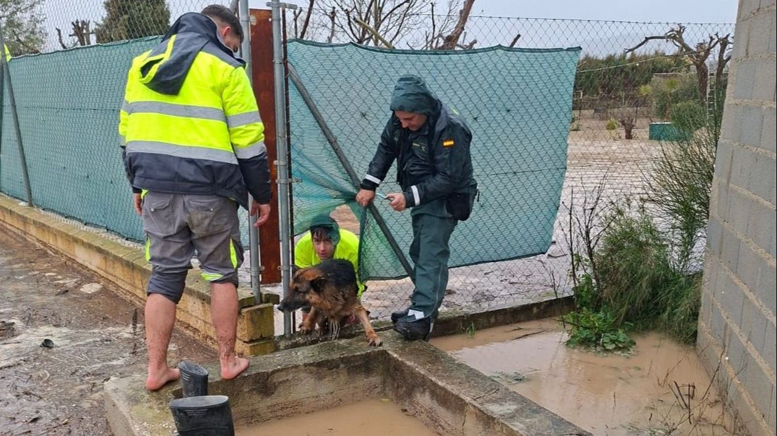 Rescate de uno de los perros atrapados en una finca inundada de Huétor Tájar