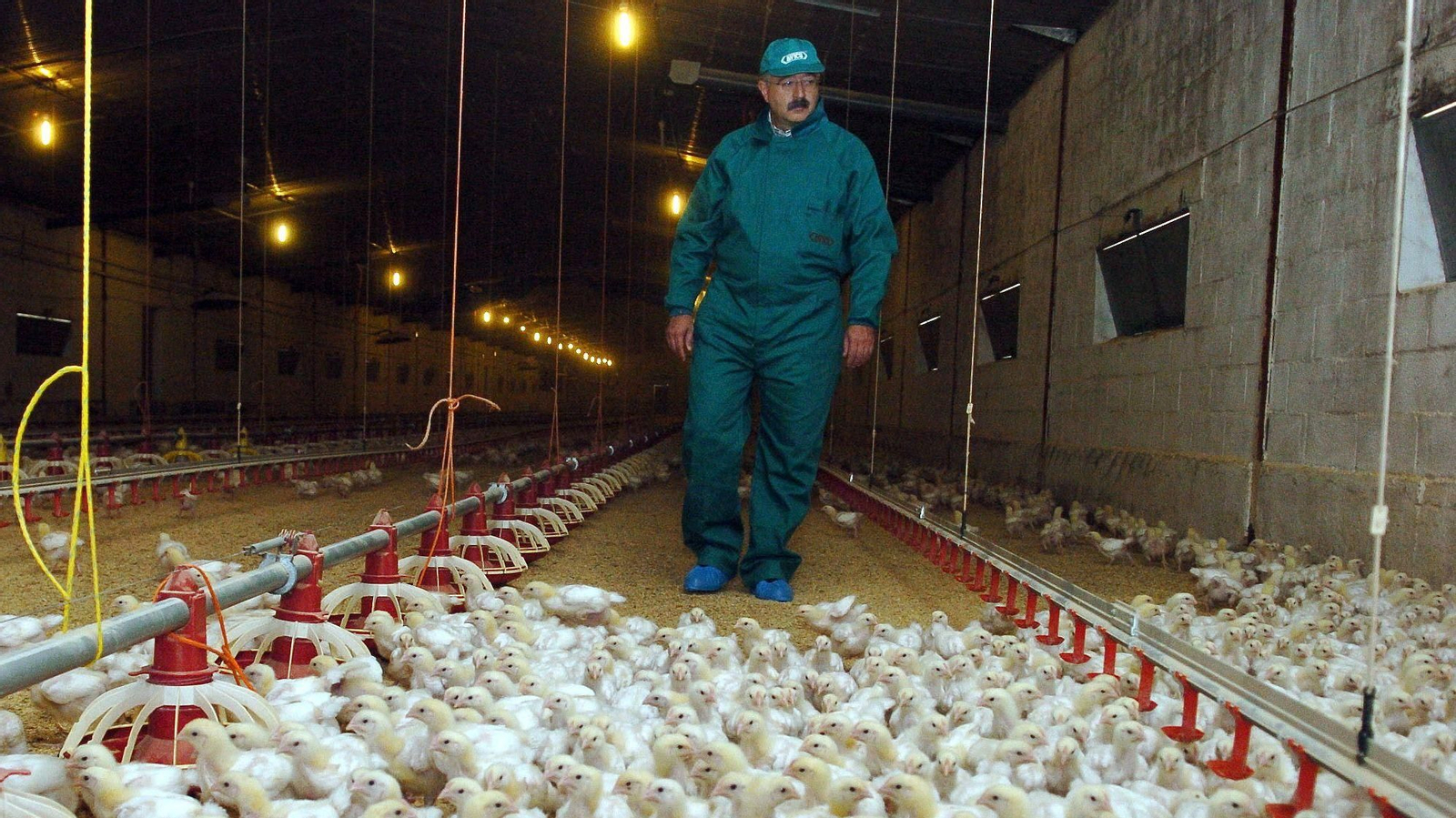 Un hombre atraviesa una granja de pollos.