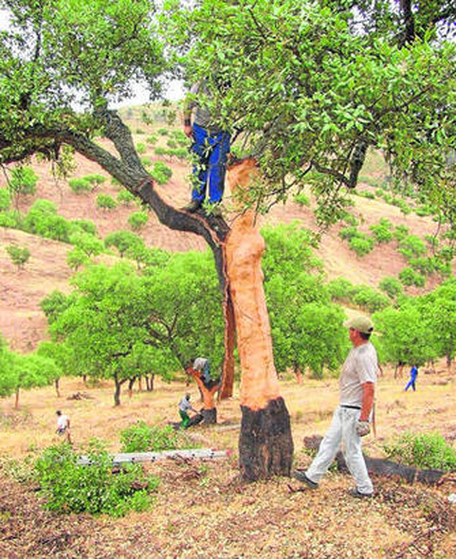Una cuadrilla trabajando en el Grupo Ordenado Las Navas.