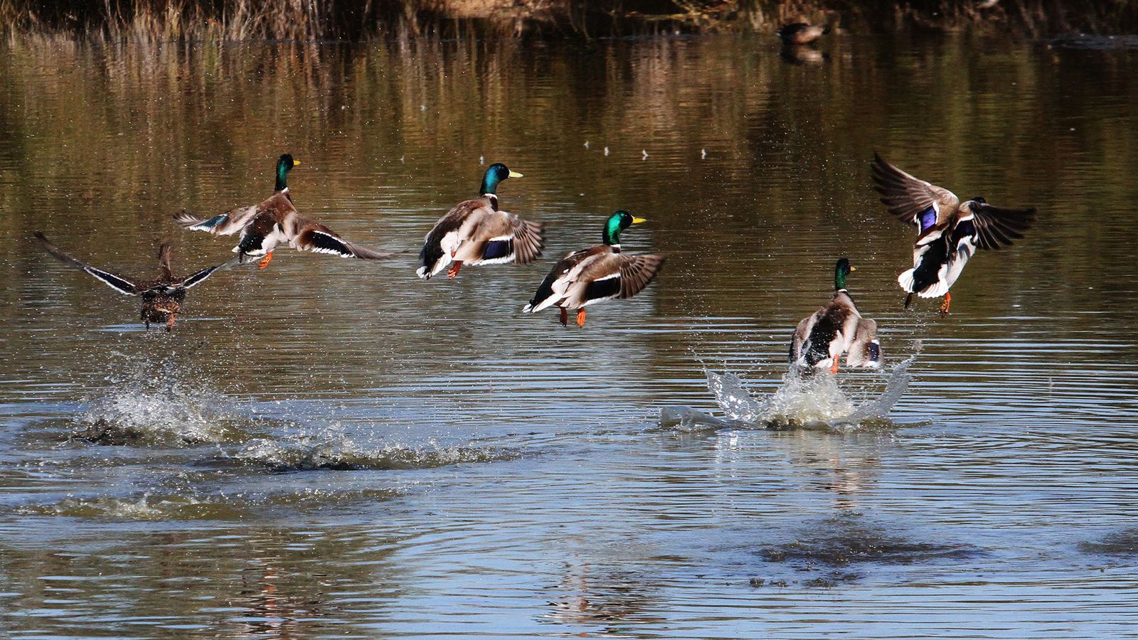 Imagen del paraje natural de Marismas del Odiel.