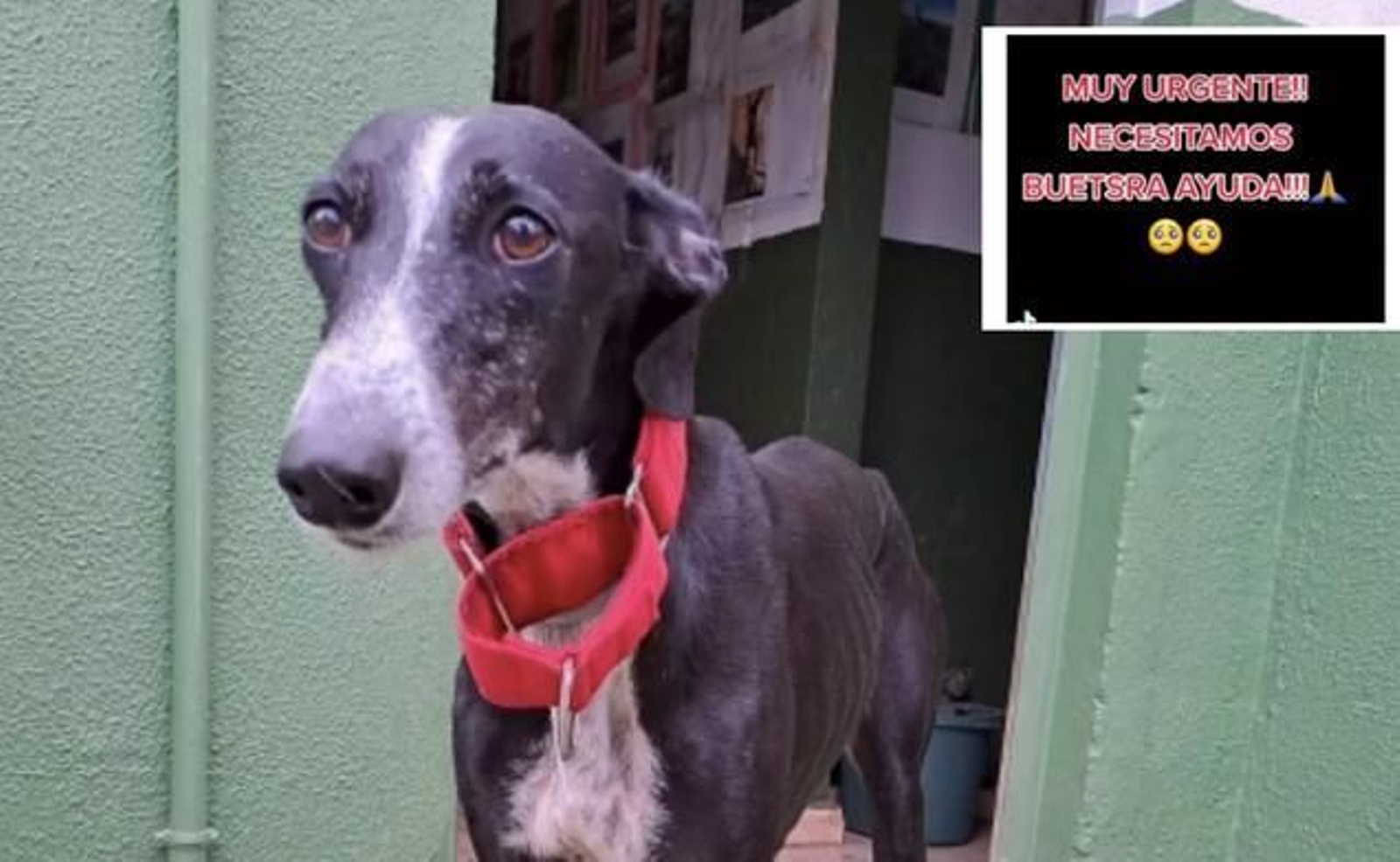 Buscan desesperadamente a la perra galga enferma que fue robada en un refugio de animales en Sevilla