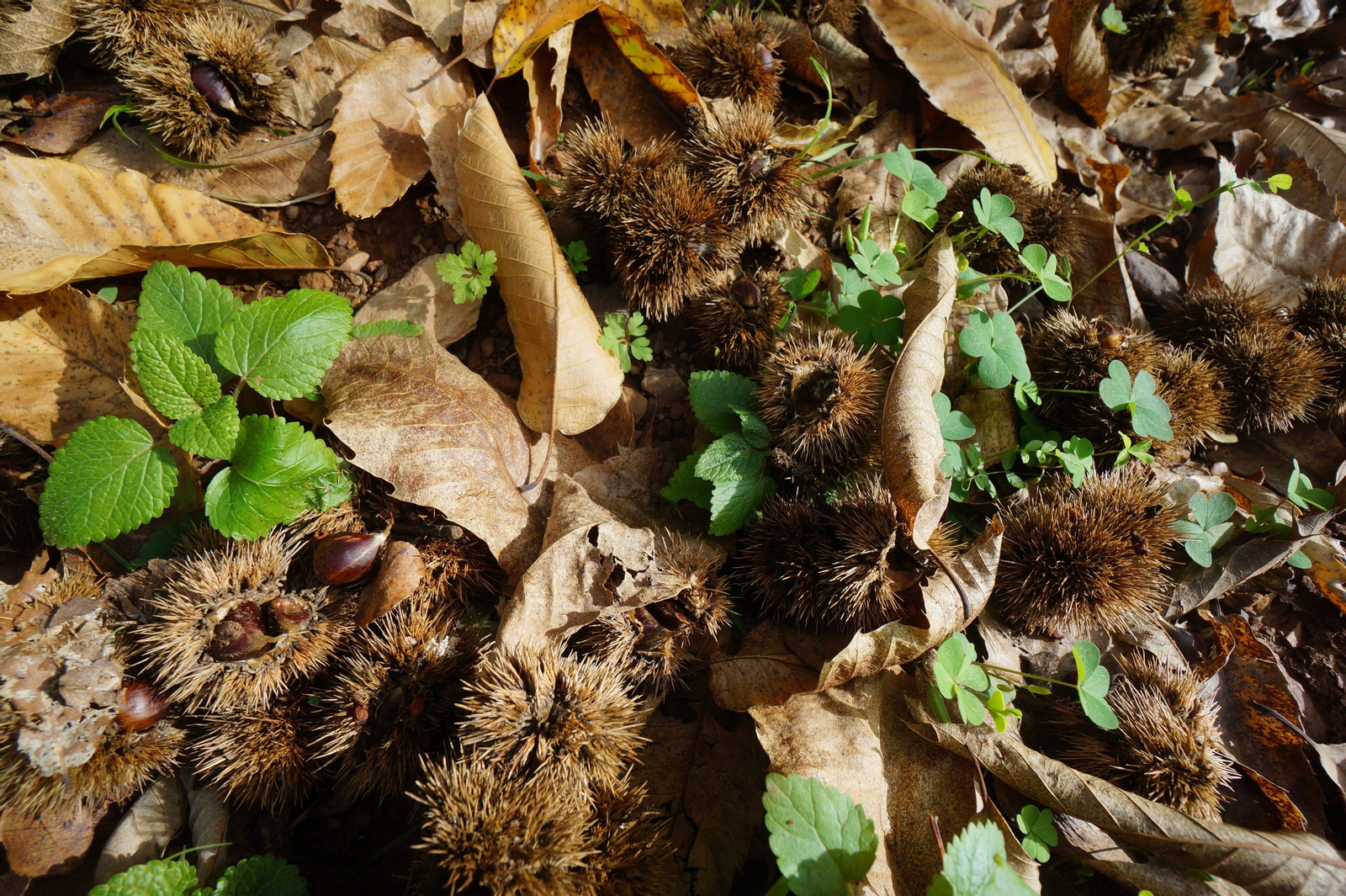 Un paseo en fotografías por el castañar de Valdejetas en la Sierra de Córdoba