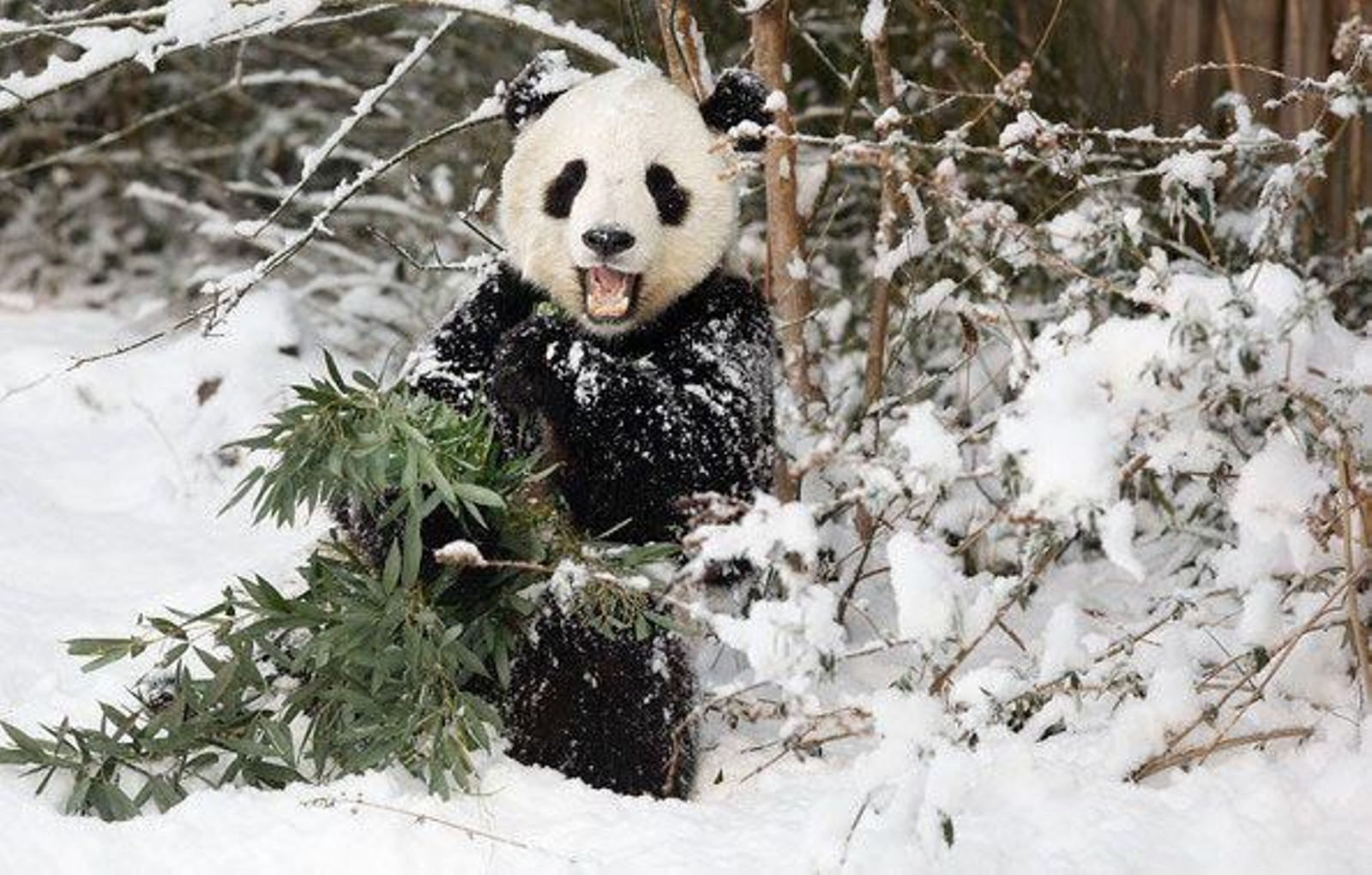 Los osos panda triunfan en las redes sociales