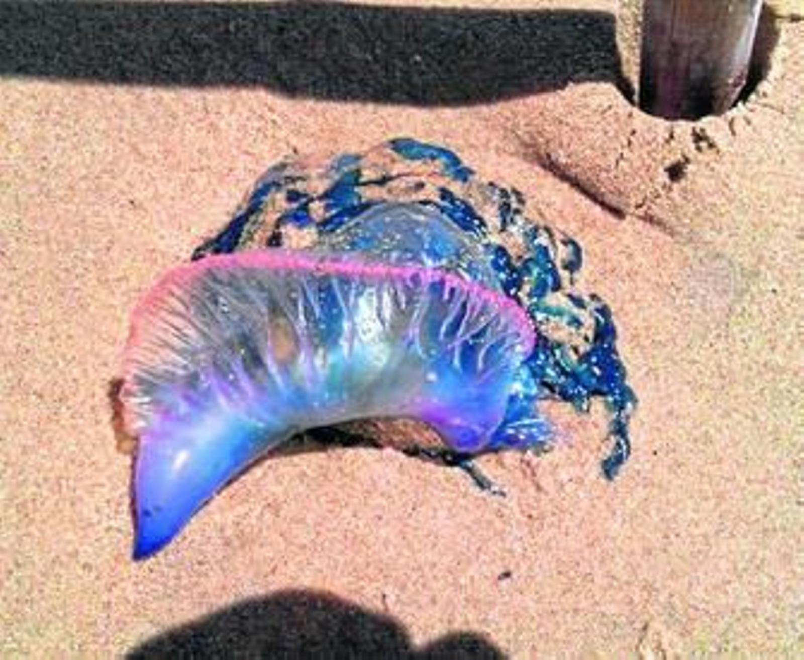 Ejemplar de carabela portuguesa localizado en el litoral onubense.