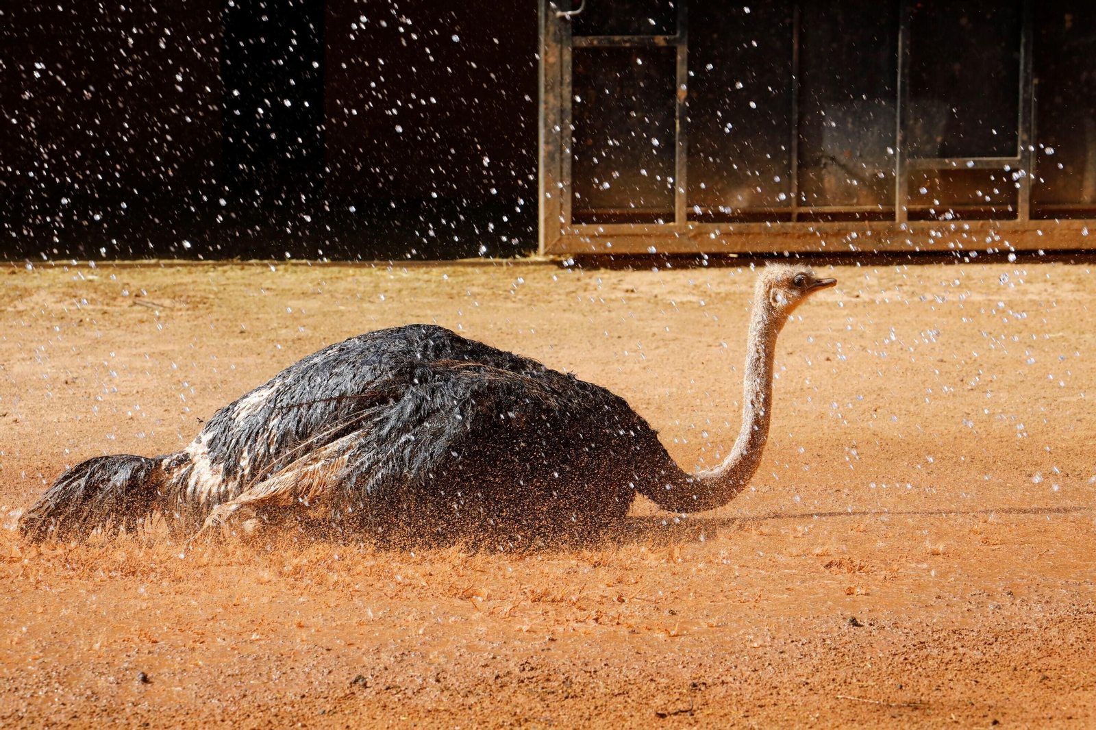 Fotogalería: Así viven los animales del Zoo de Córdoba los meses de verano