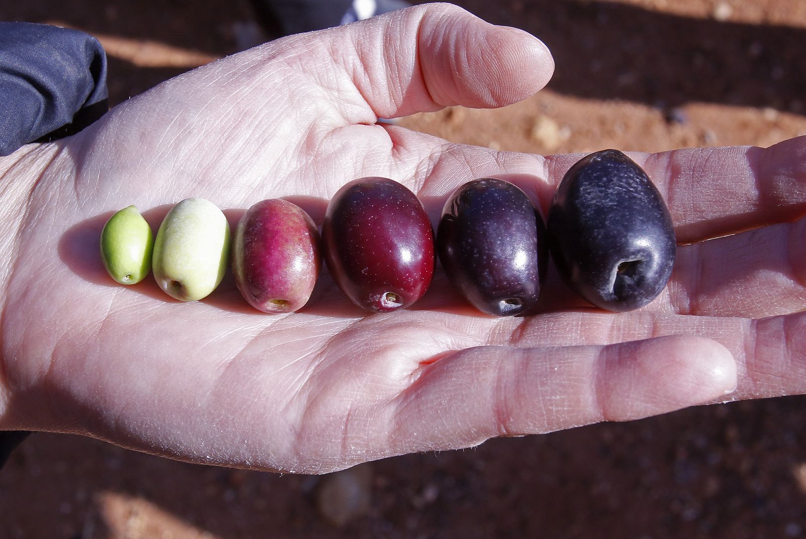 Reportaje sobre el aceite de oliva