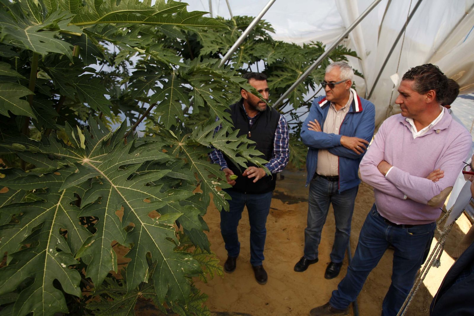 Inauguración de la finca experimental de  Onubafruit