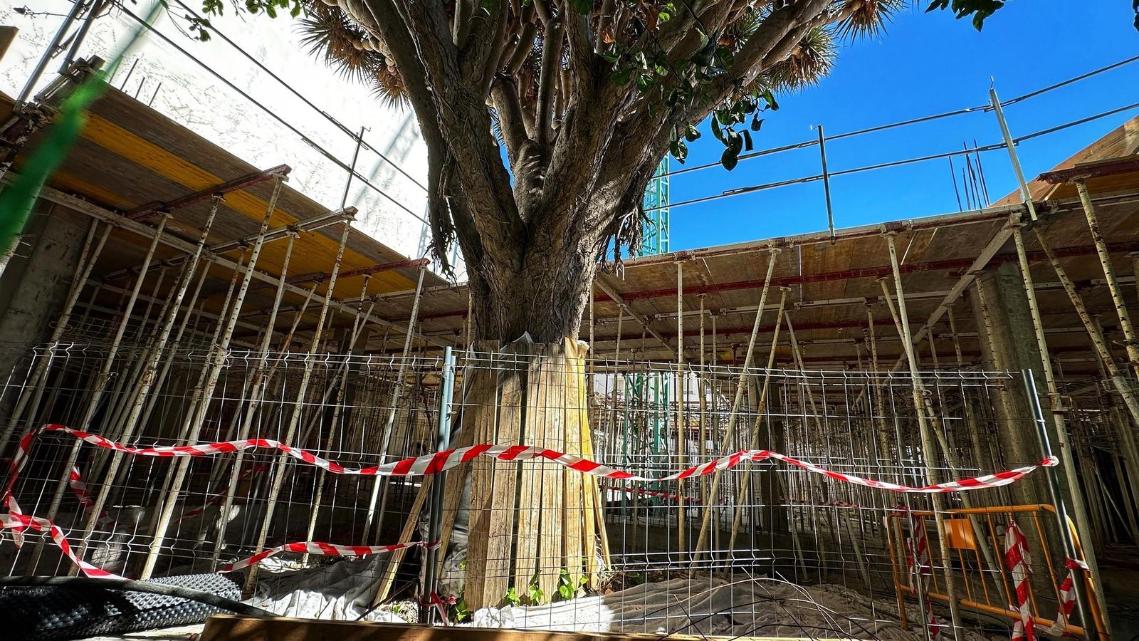 El drago, en una imagen del pasado mes de julio, cuando sólo se había levantado la planta baja.