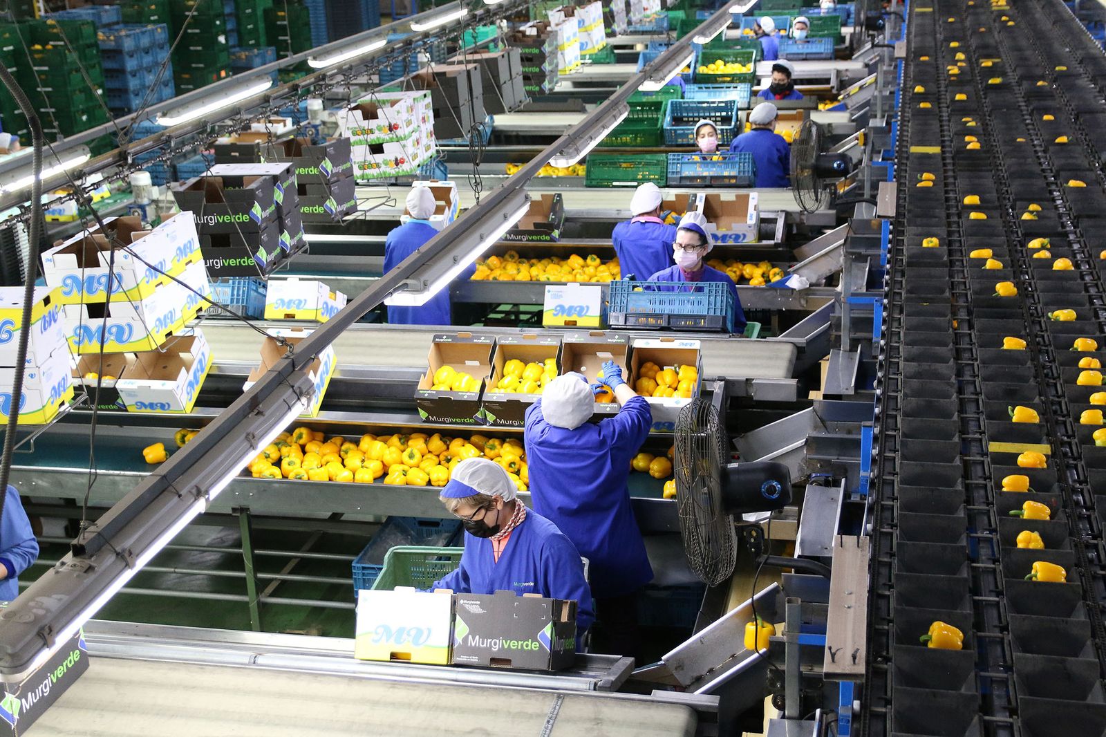 Actividad en una planta de manipulado de pimiento.