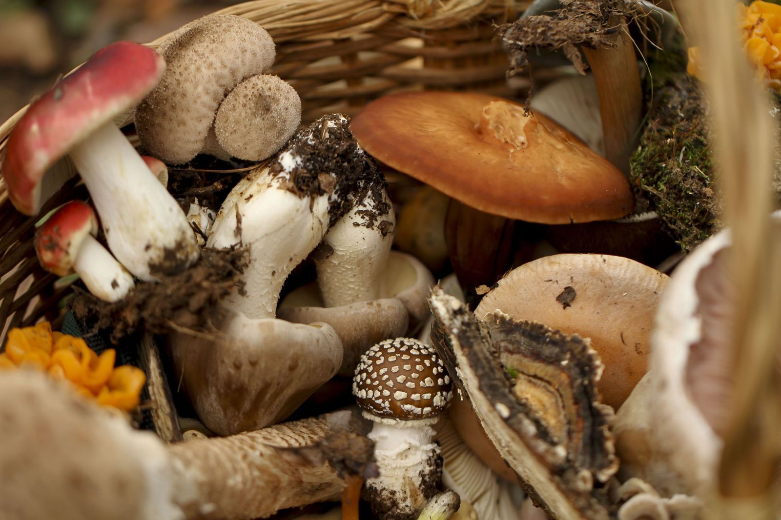 Los mejores montes de Granada para recoger setas