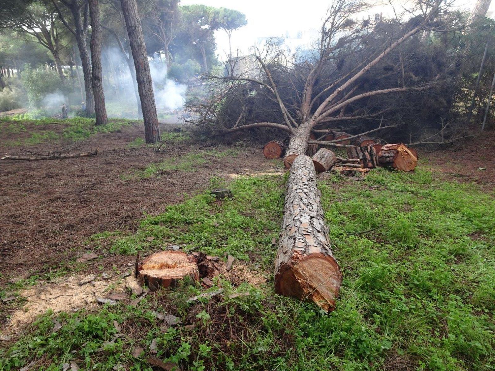 Uno de los pinos talados en las Dunas de San Antón.