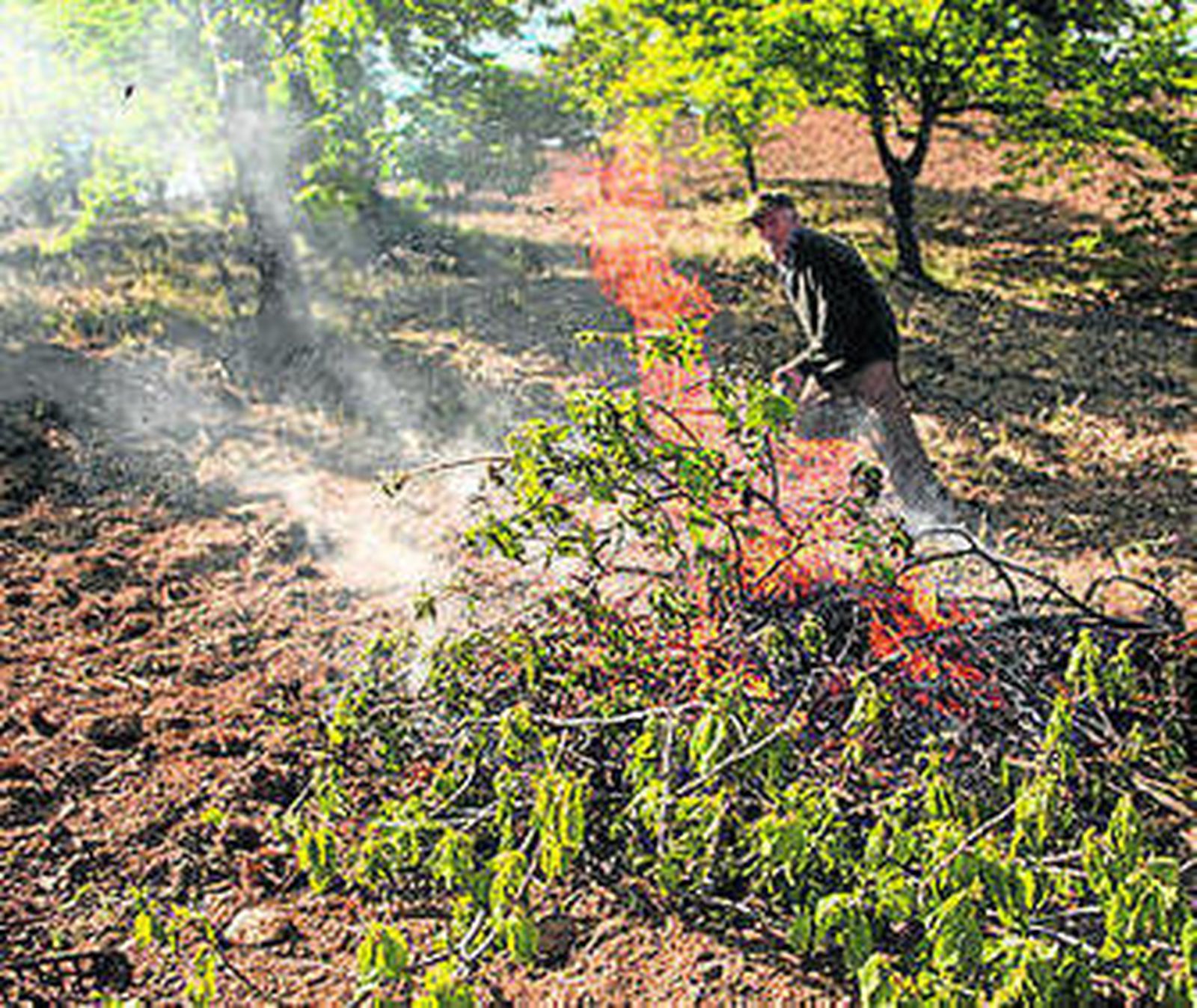 Un productor quema un castaño.