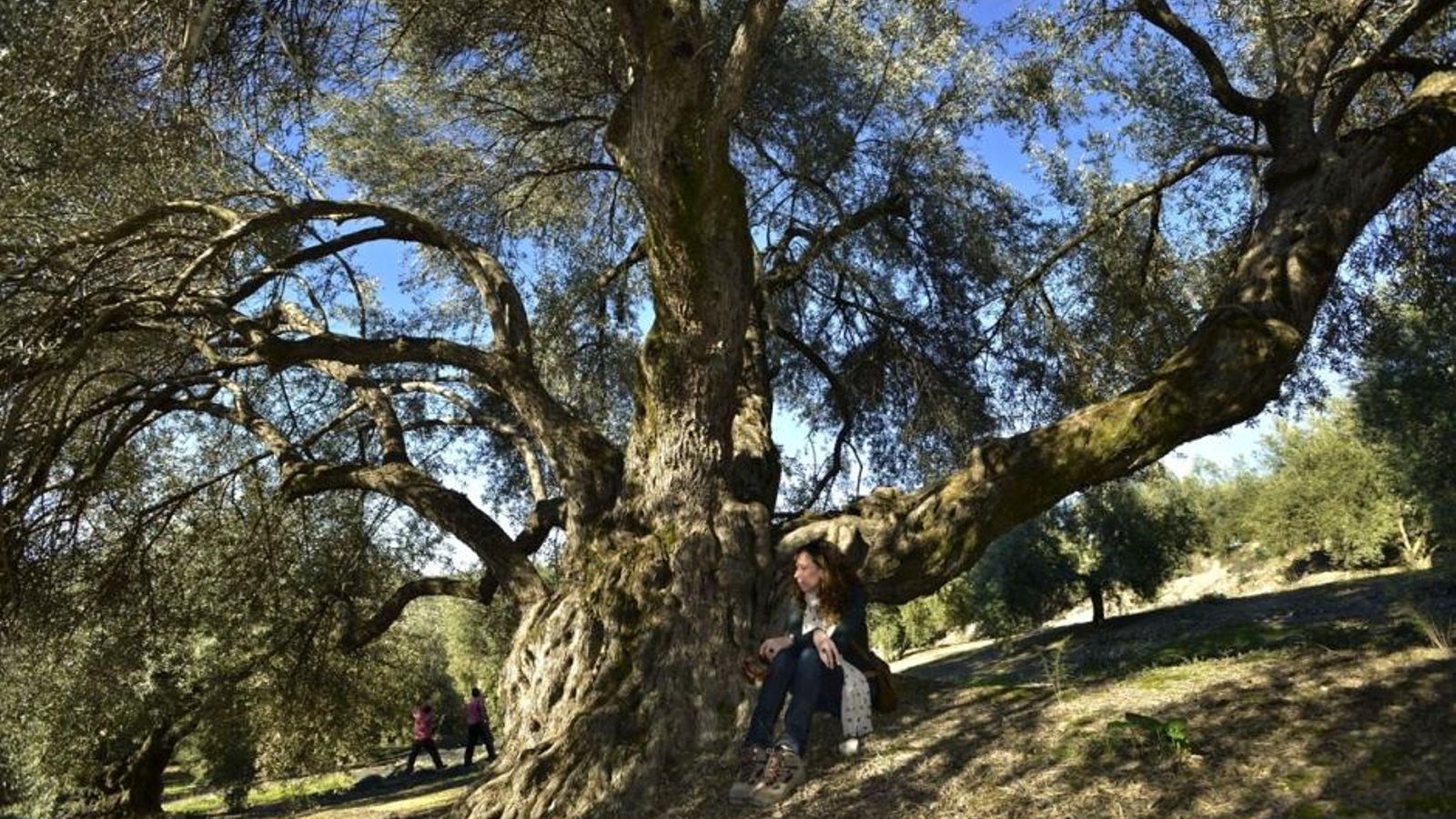 Olivar en el Monumento Natural El olivo de Fuentebuena de La Iruela. Olivar en el Monumento Natural El olivo de Fuentebuena de La Iruela.