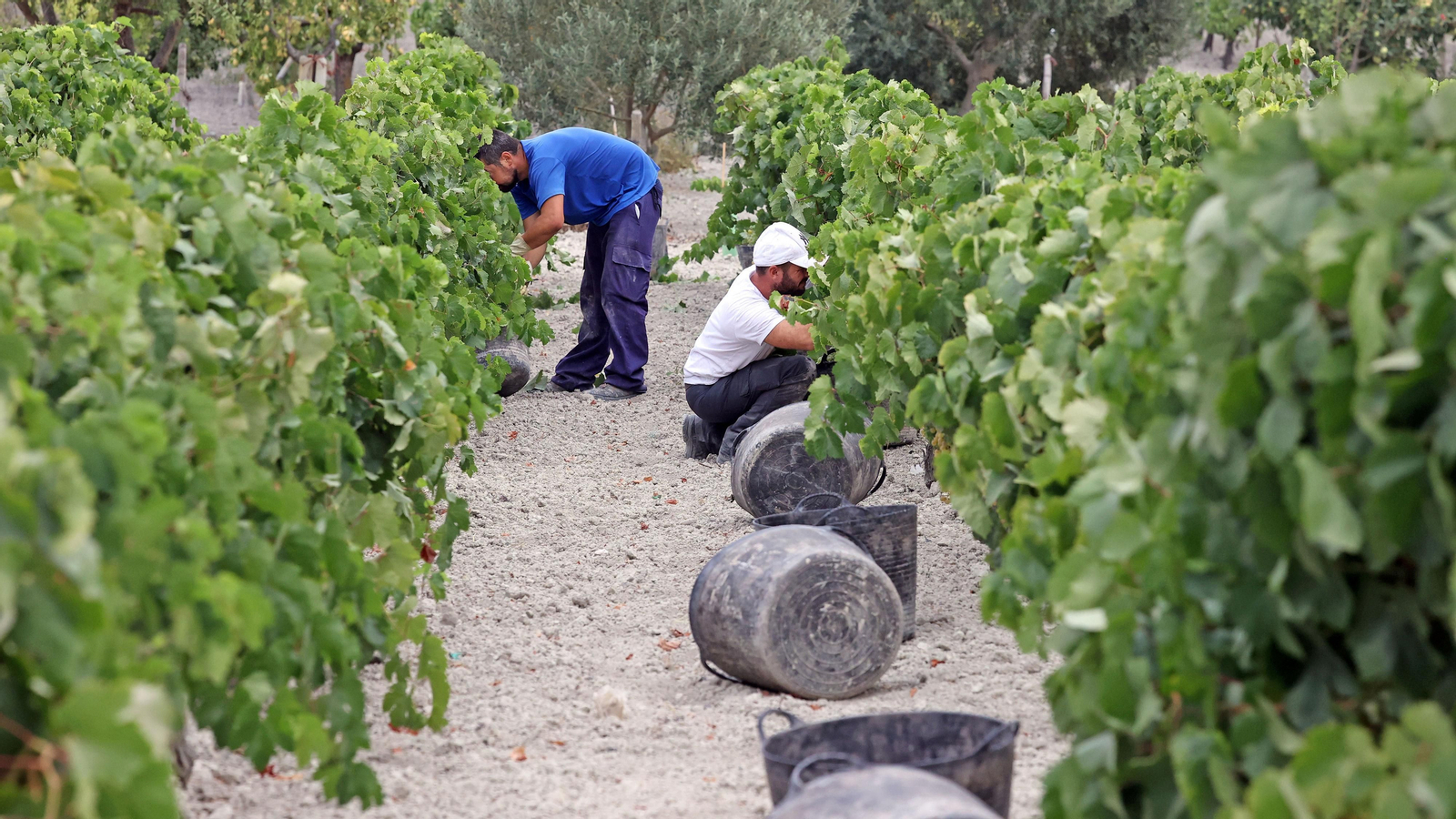 Vendimia a mano en Viña el Candelero en Jerez