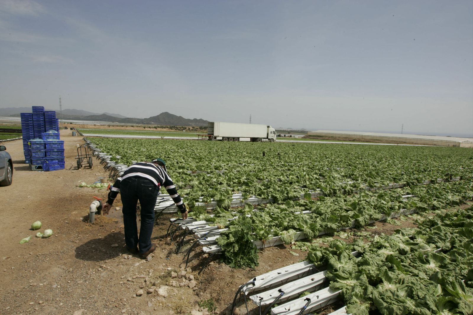 Campo de lechugas en el Levante, cultivo especialmente perjudicado.