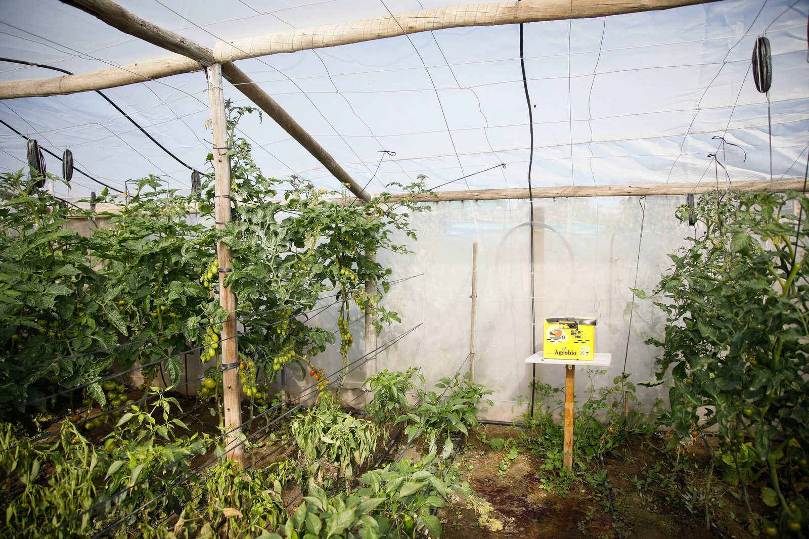 Imágenes del huerto urbano de La Cañada