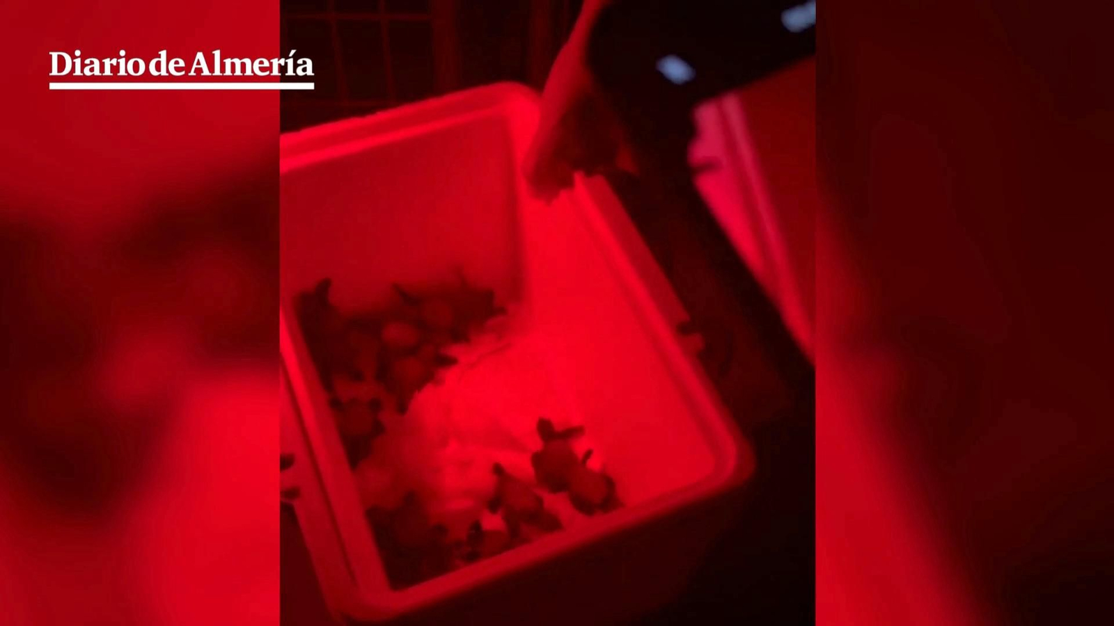 Medio centenar de tortugas bobas nacen en Almería