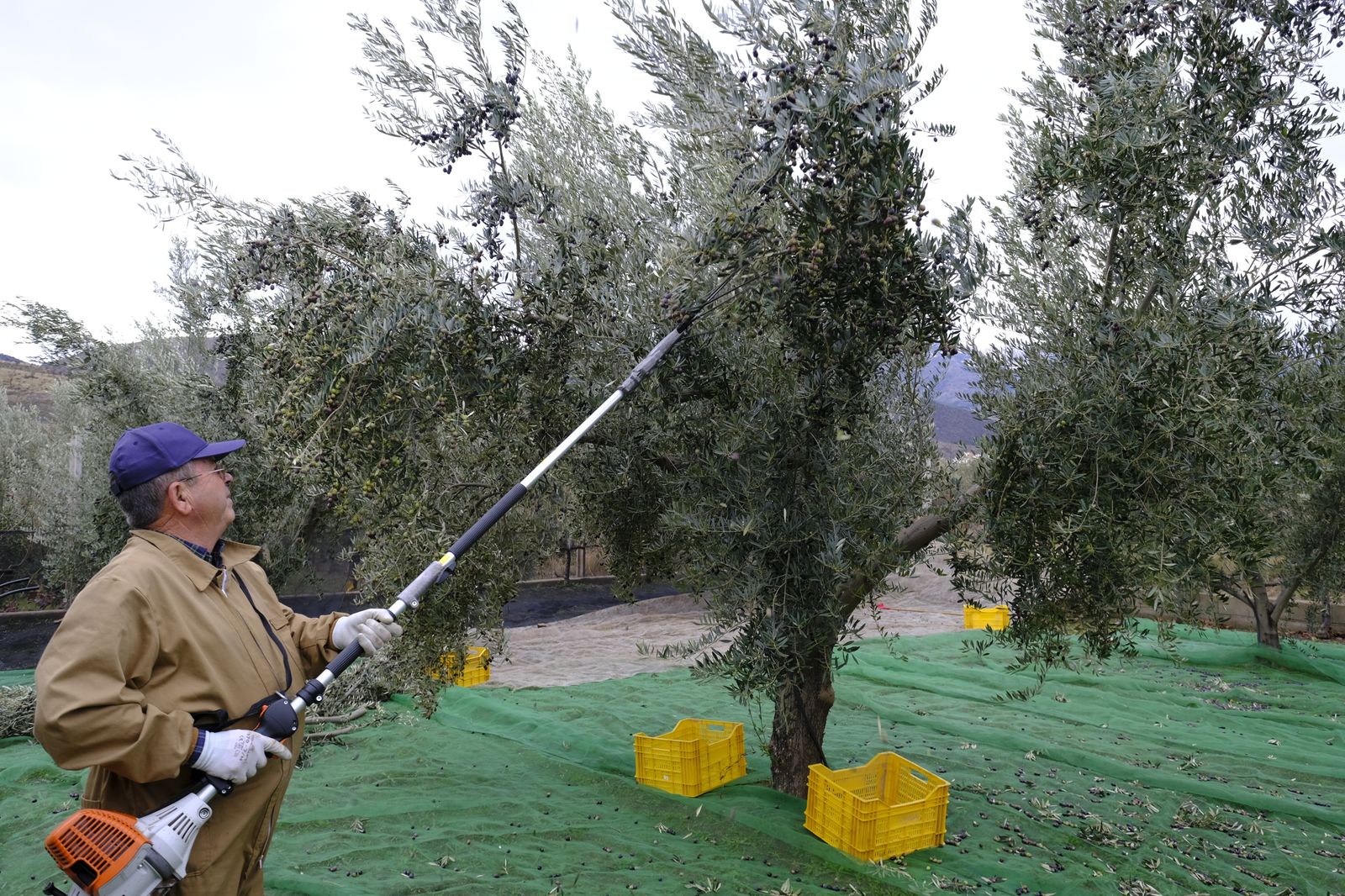 Fotogalería recolección aceituna en Abla. Almería