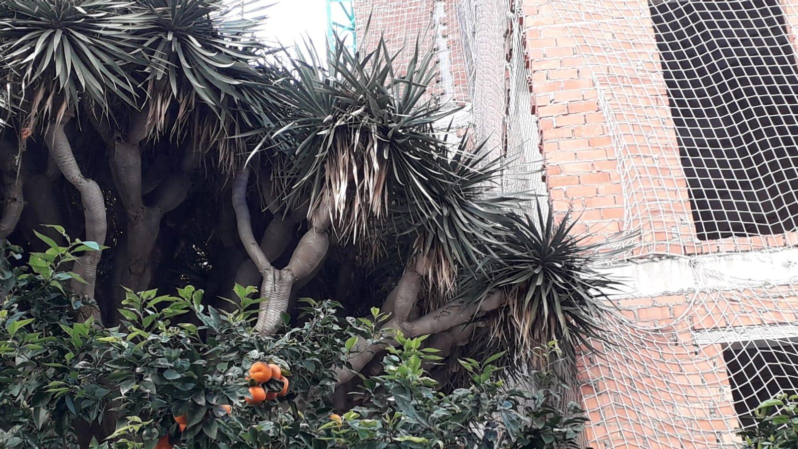 Las ramas de la copa del drago de Simón Bolívar no podrán seguir creciendo y es previsible que se acaben secando, pegadas a un muro de ladrillo.