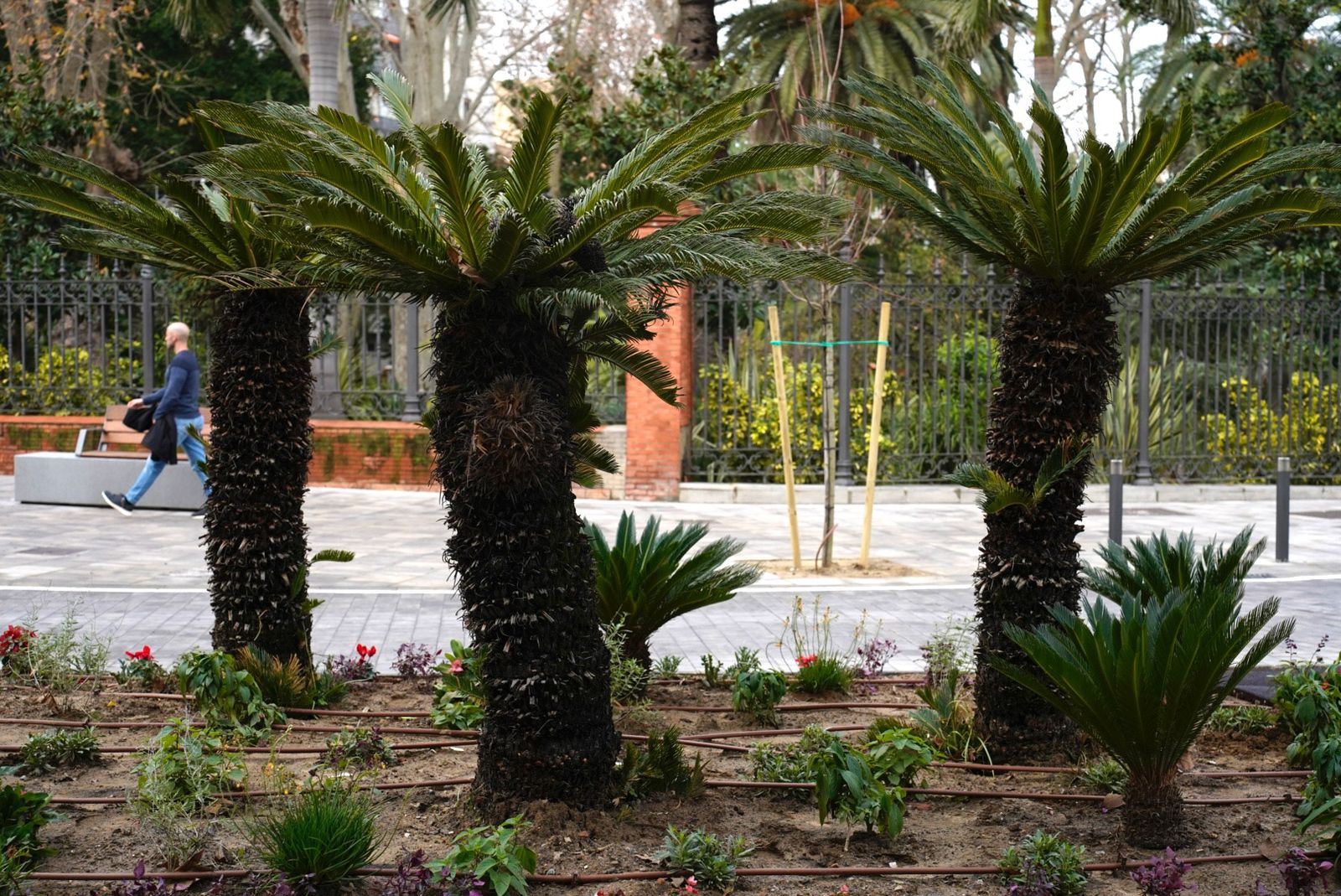 Las fotos de la reapertura al tráfico de la avenida Blas Infante de Algeciras