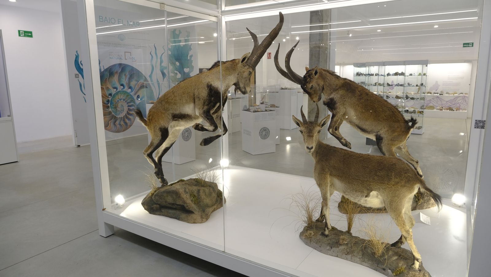 Las mejores imágenes del Pabellón de Historia Natural de la UAL