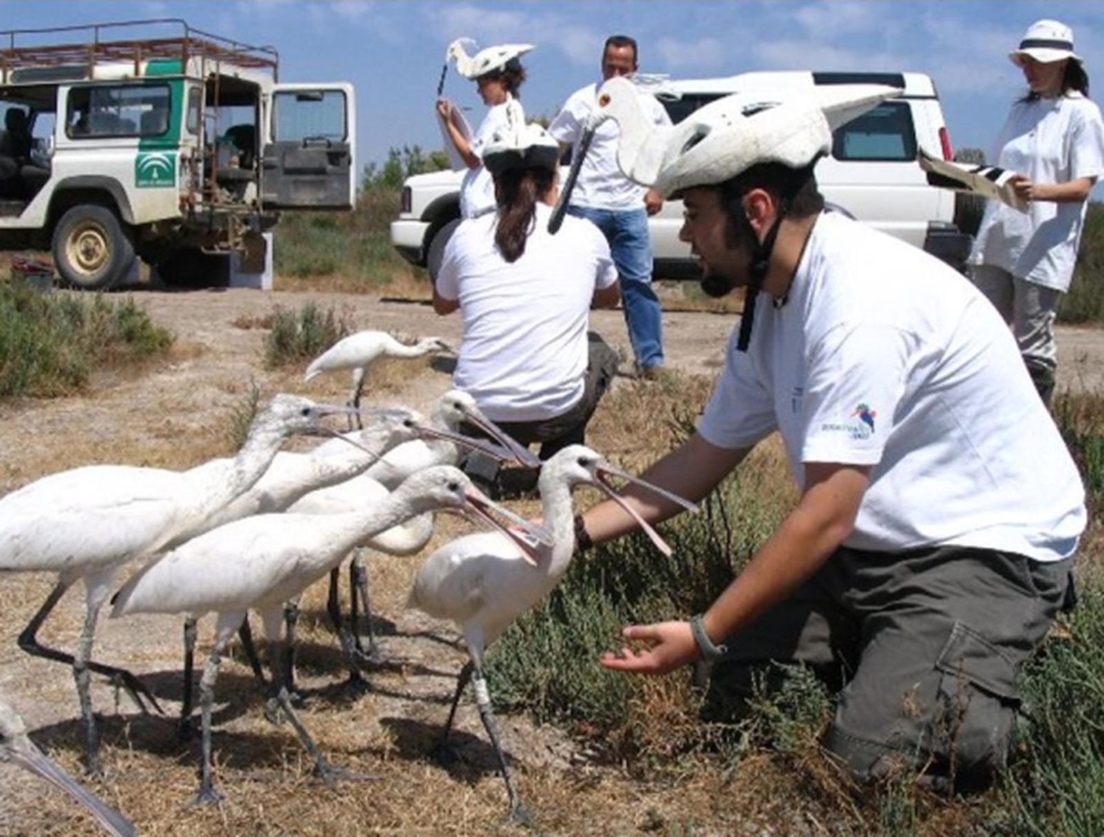 Éxito de otra suelta de espátulas del Zoobotánico en Doñana