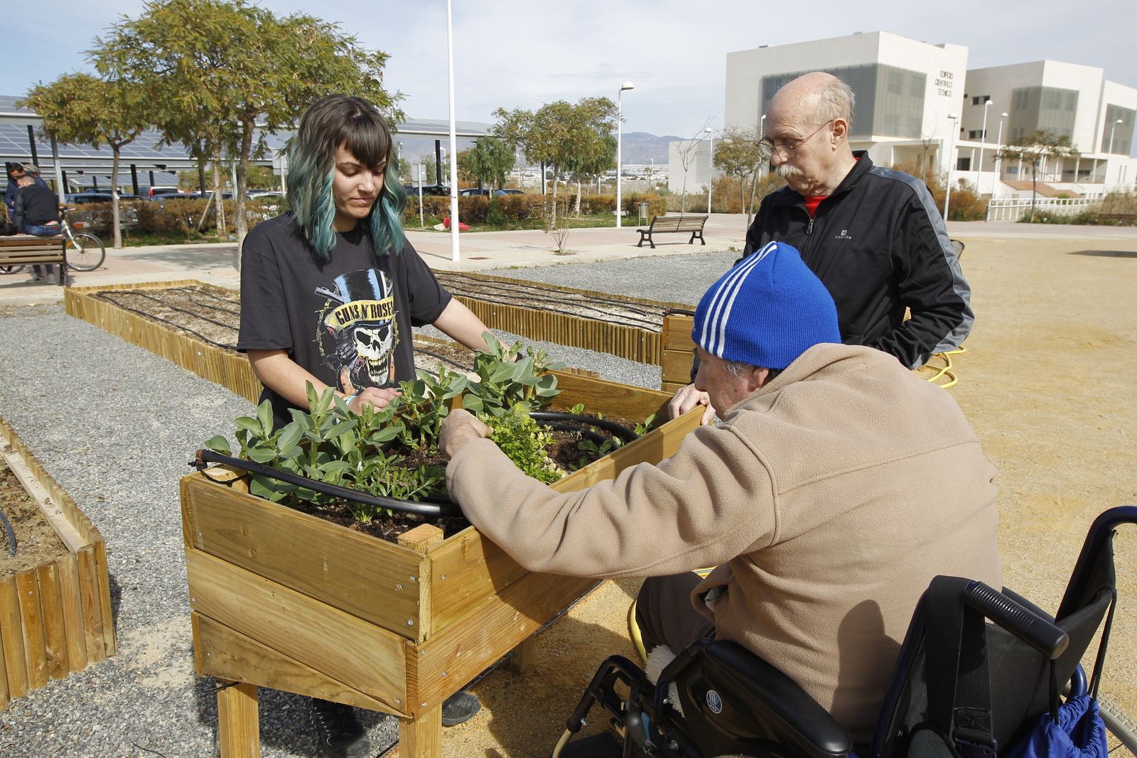 Las mesas de cultivo han sido diseñadas para entrar a trabajar en sillas de ruedas.