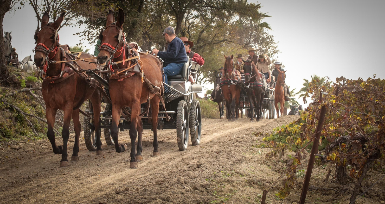Búscate en la III Ruta Viñas de Jerez de Enganches