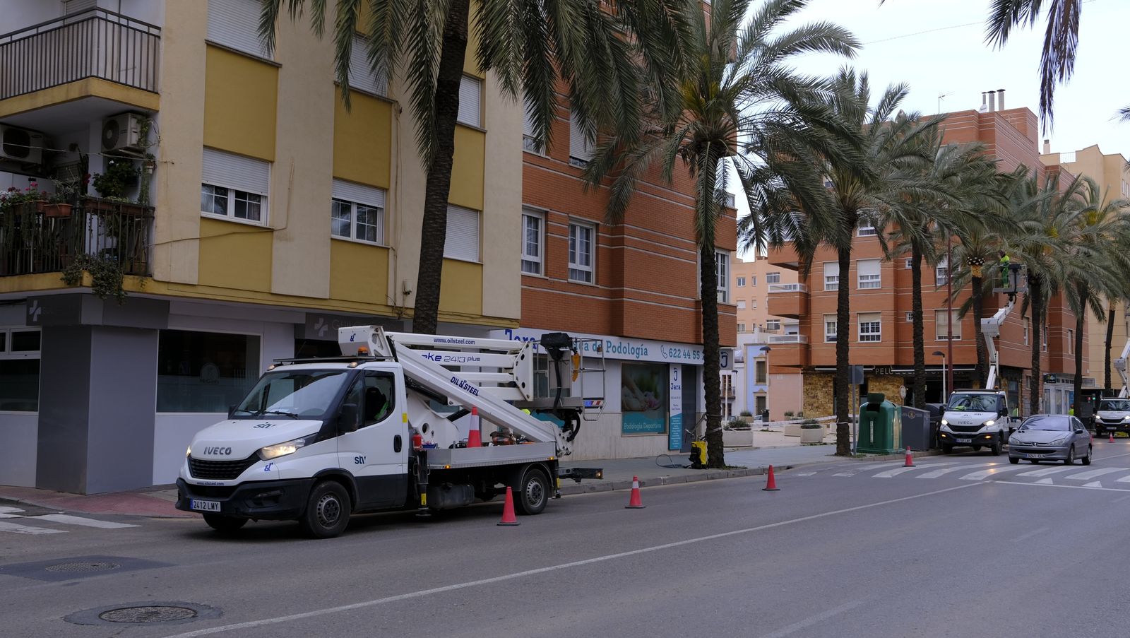 Fotogalería de la poda e inspección de las palmeras de la Avenida Cabo de Gata. Almería.
