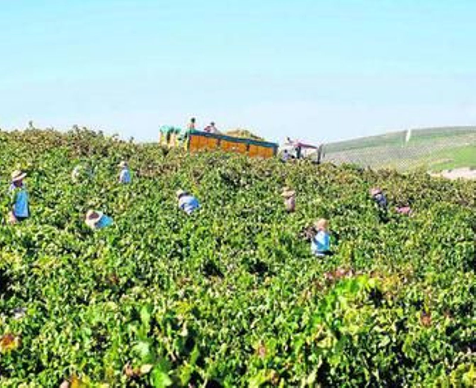 Imagen de la vendimia de Barbadillo en los viñedos que la firma sanluqueña posee en Gibalbín.