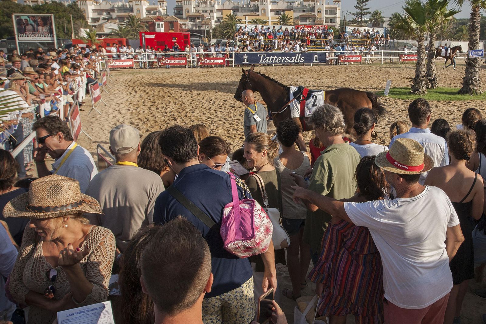 Caballos, en la zona de calentamiento antes de una carrera.