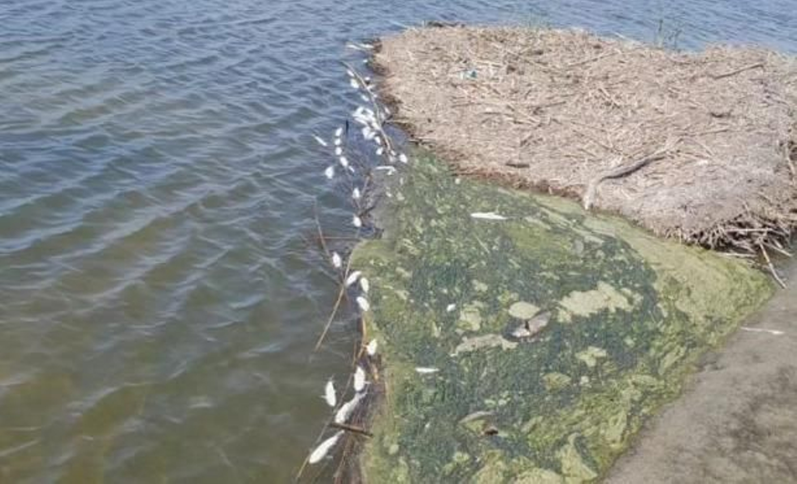 Peces muertos en la orilla de la laguna.