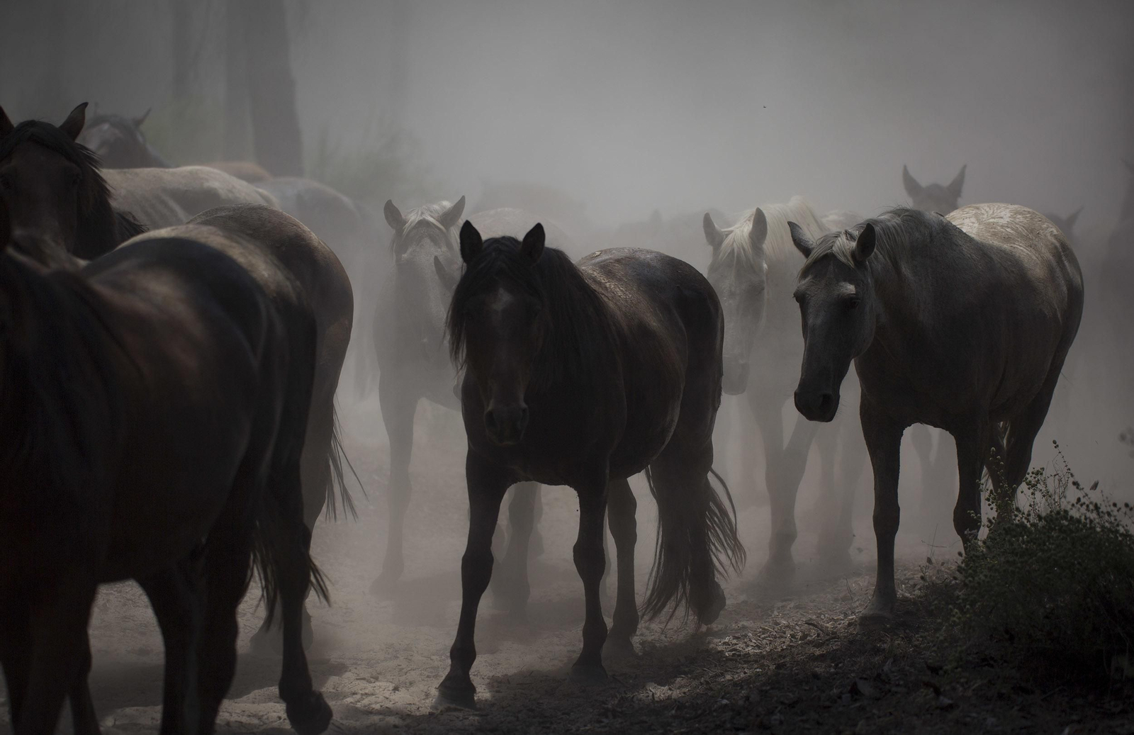 La tradicional y ancestral 'Saca de las  Yeguas', en imágenes