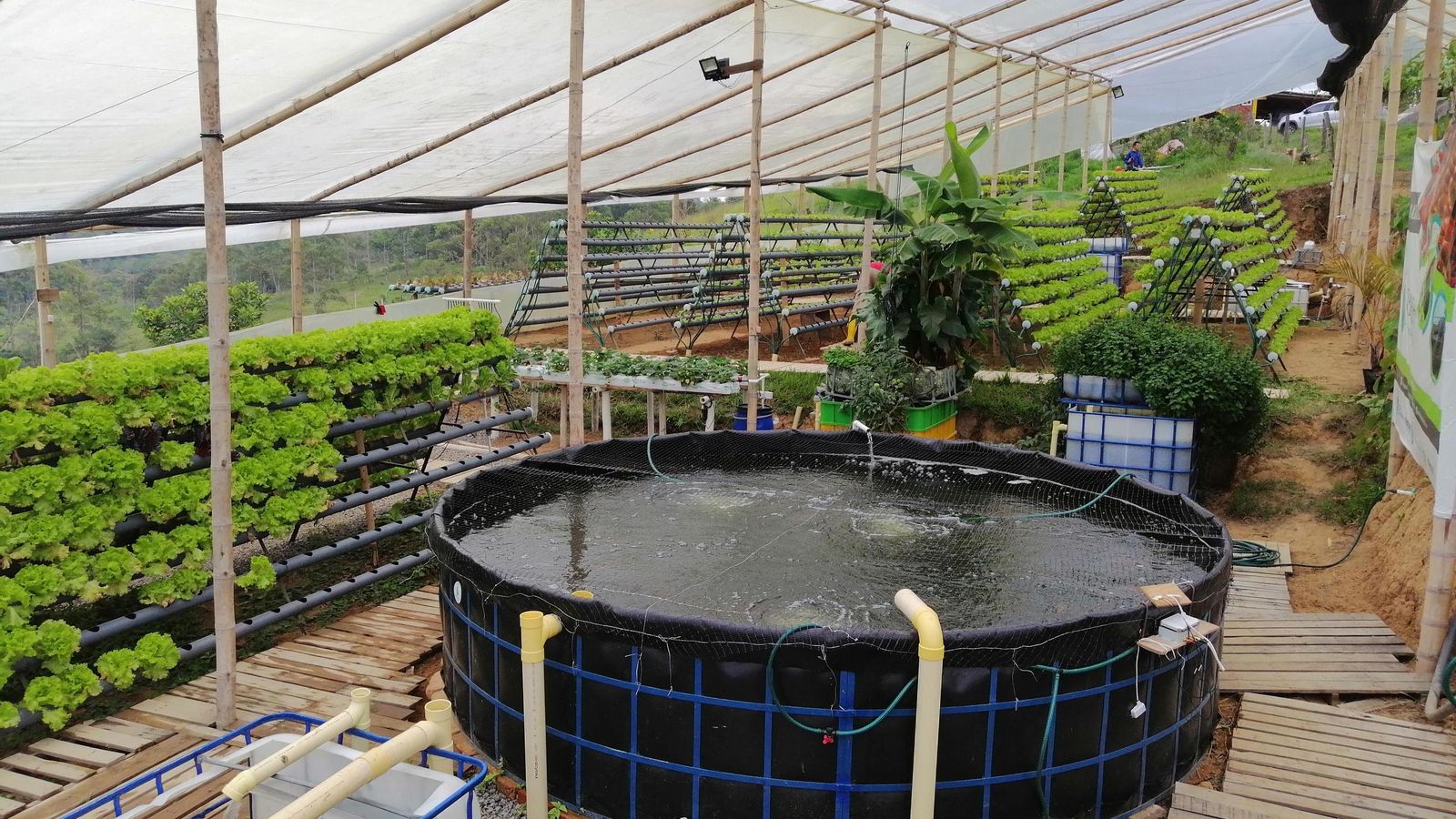 El estanque para los peces y los cultivos sin apenas uso de suelo.