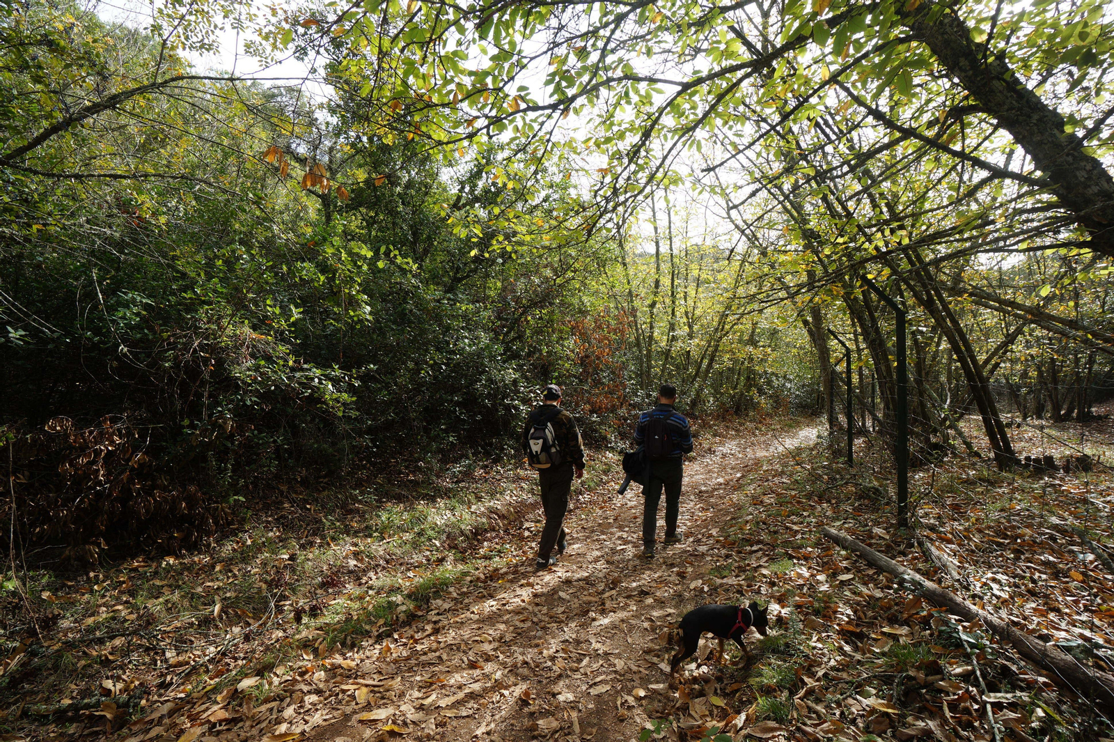 Un paseo en fotografías por el castañar de Valdejetas en la Sierra de Córdoba