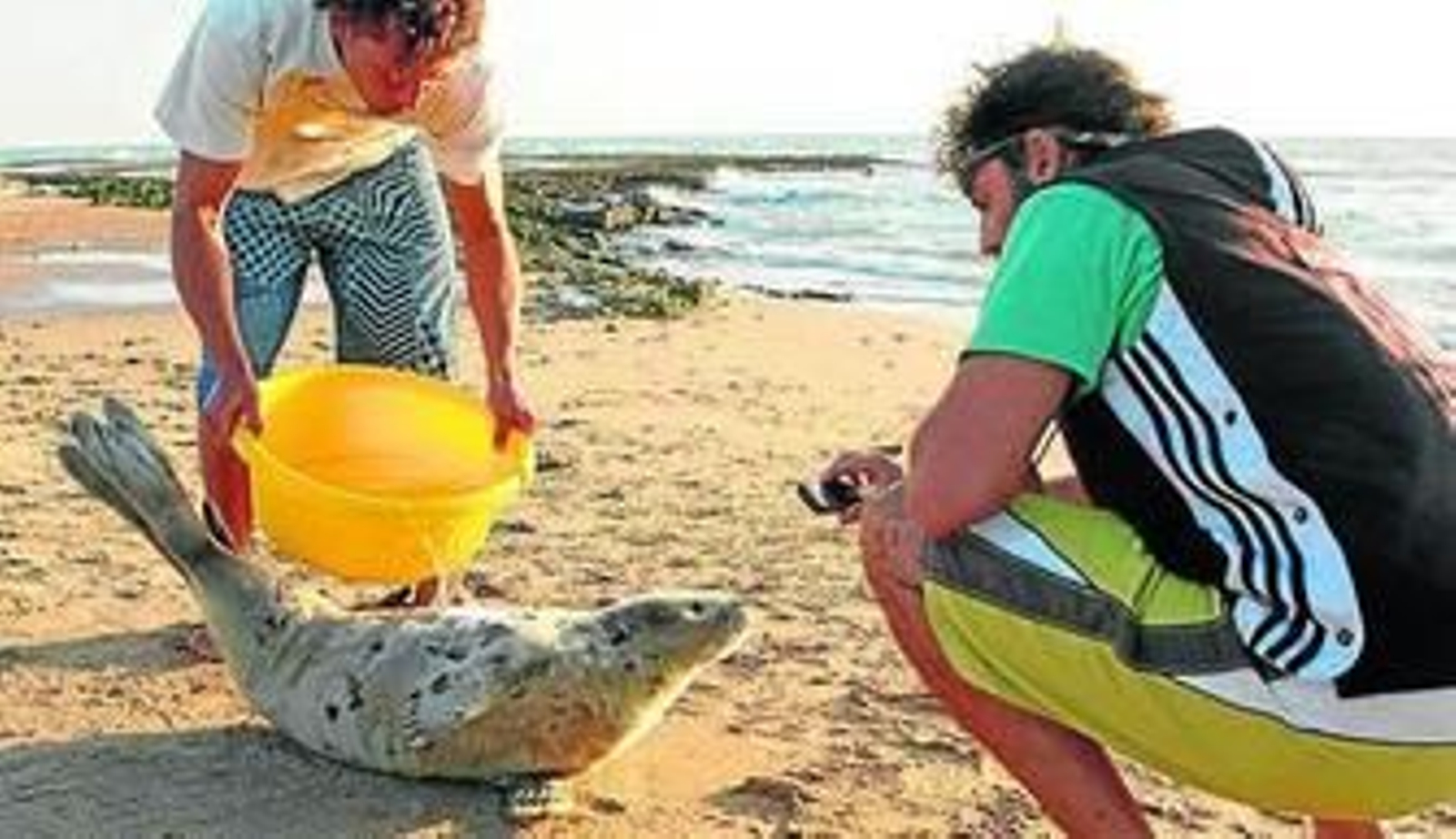 Los voluntarios de Delphis mantuvieron a la foca húmeda.