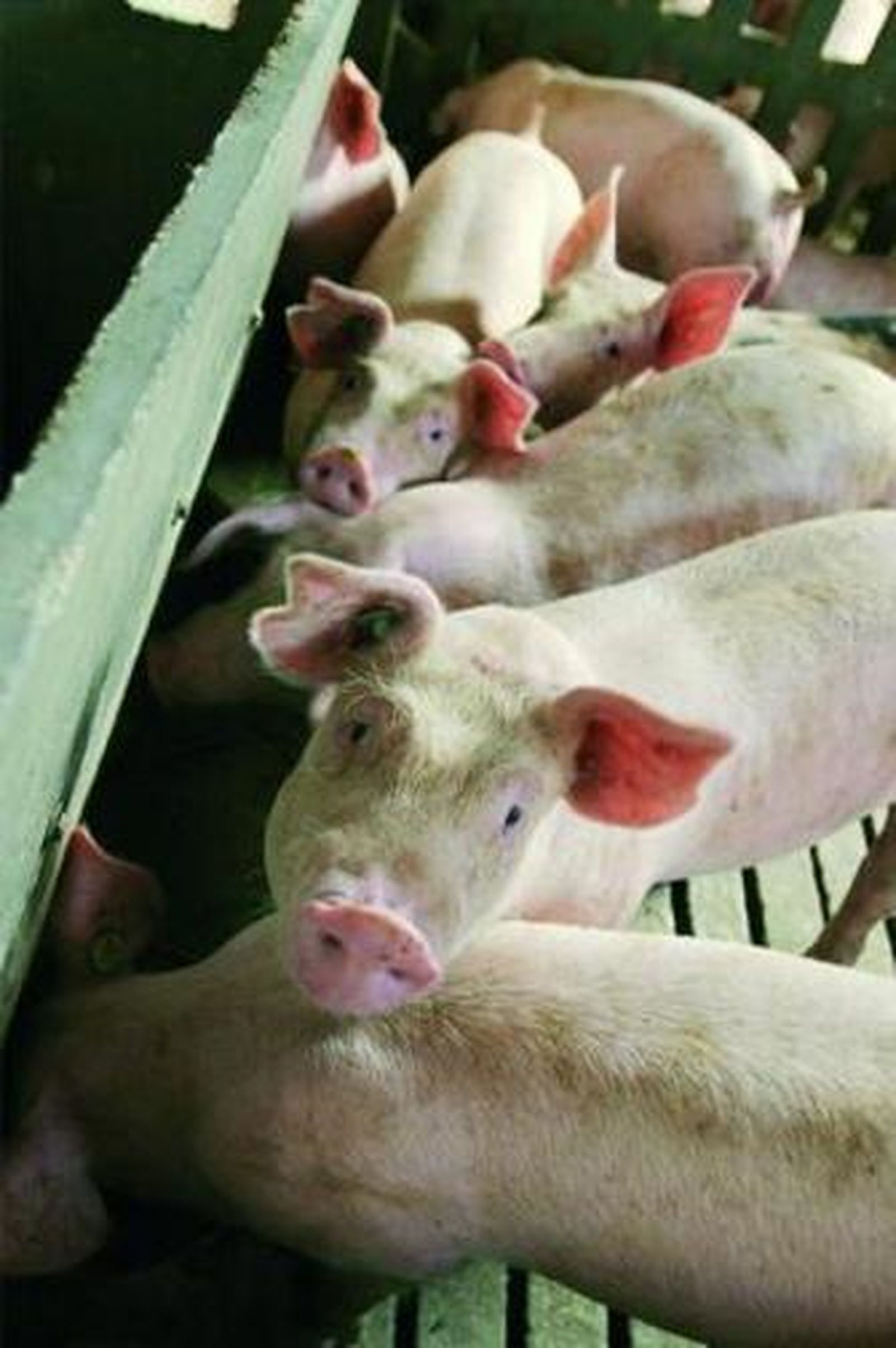 La enfermedad está extinguida mundialmente y afecta, sobre todo, a los cerdos.