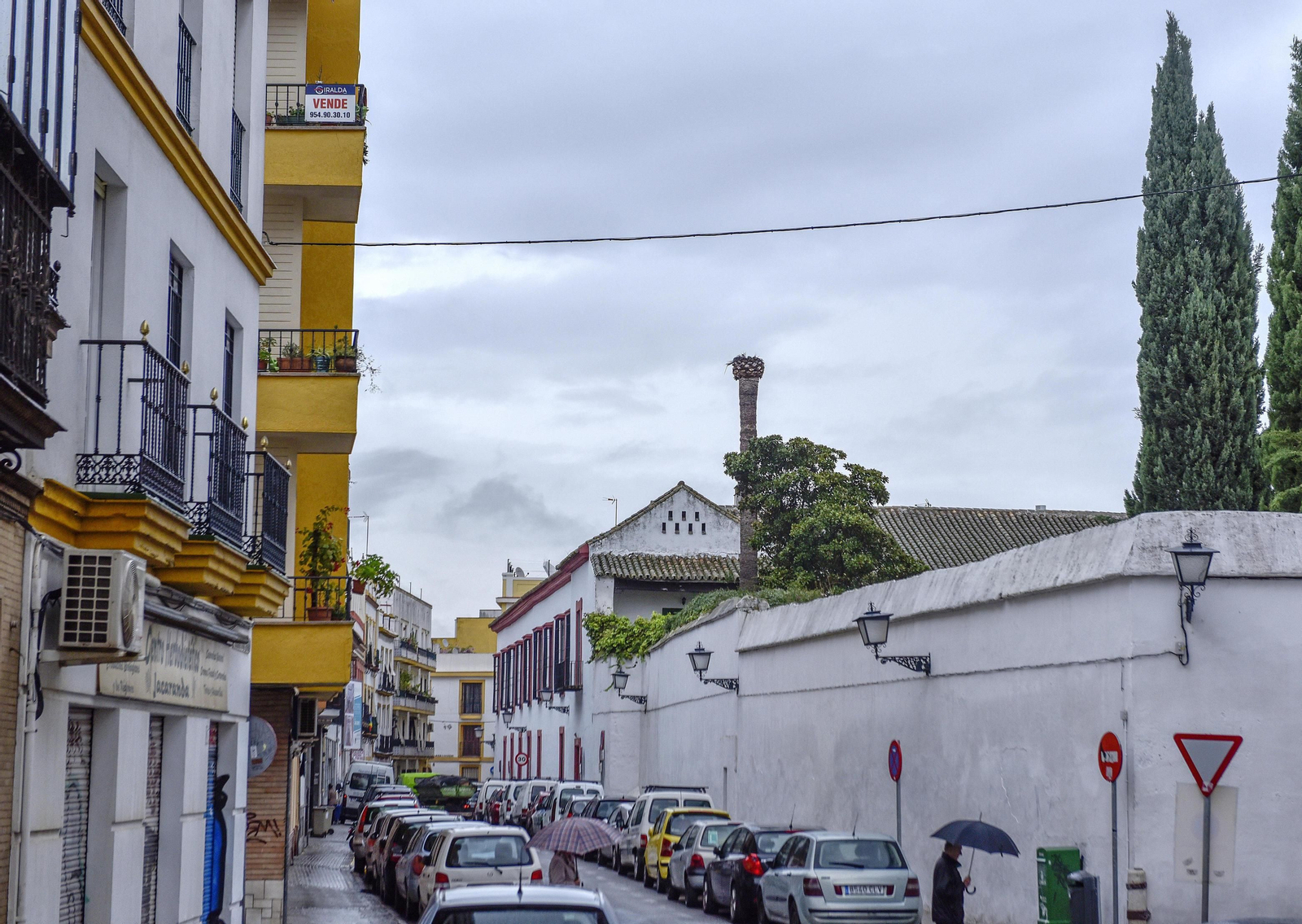 Cipreses y una palmera mutilada por el picudo rojo en el patio del palacio de los Bucarelli.
