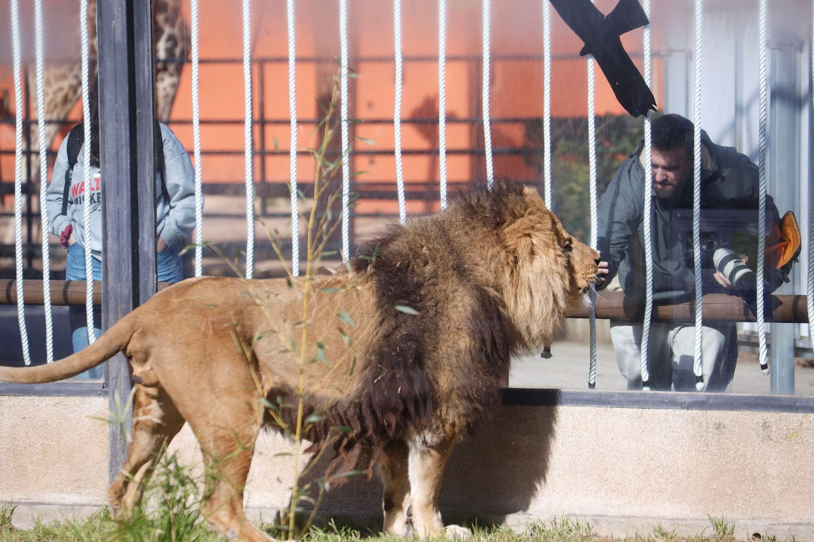 Las mejores imágenes de Zazu y Aissa, la nueva pareja de leones del Zoo de Córdoba